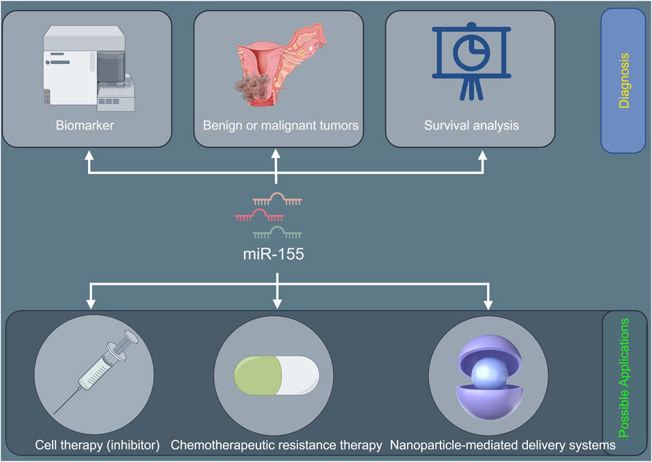Diagram illustrating the role of miR-155 in diagnosis and therapy. At the top, miR-155 is linked to biomarkers, benign or malignant tumors, and survival analysis for diagnosis. At the bottom, it connects to cell therapy (inhibition), chemotherapeutic resistance therapy, and nanoparticle-mediated delivery systems for potential applications.