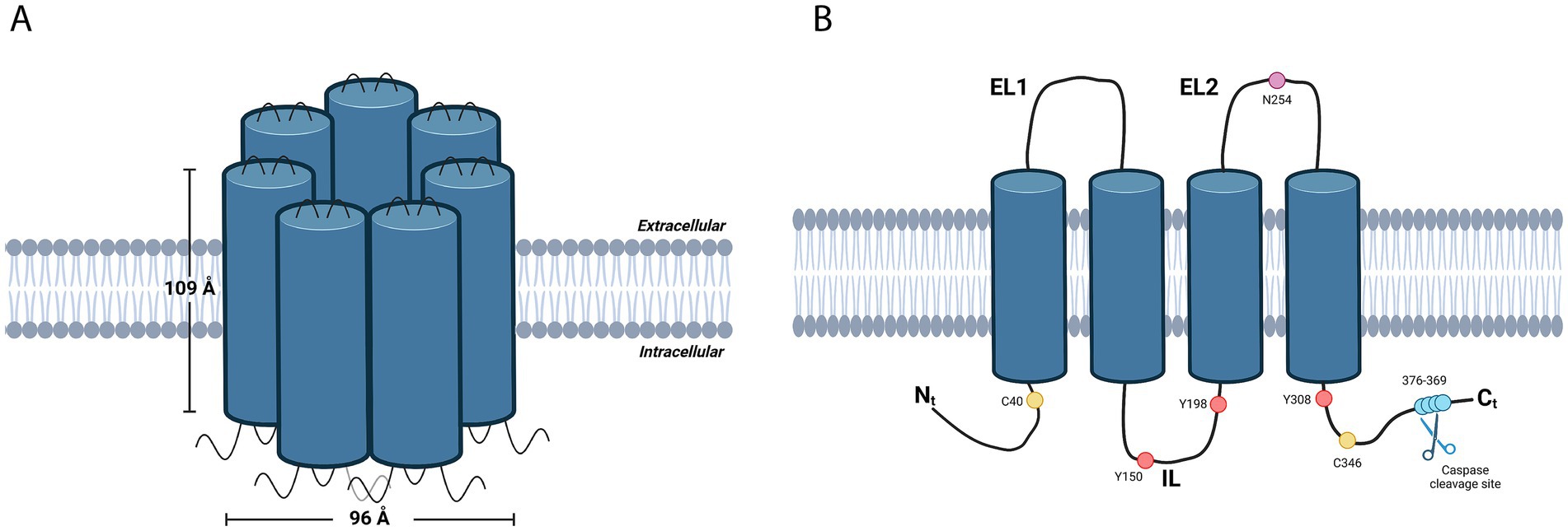 Diagram illustrating the structure and topology of a membrane protein. Panel A shows a heptameric assembly 109 Å in height and 96 Å in width. Panel B shows a monomeric unit within a lipid bilayer, indicating extracellular and intracellular regions. It includes loops labeled EL1 and EL2, and key sites such as N254, Y150, and the caspase cleavage site between residues 376 and 369.