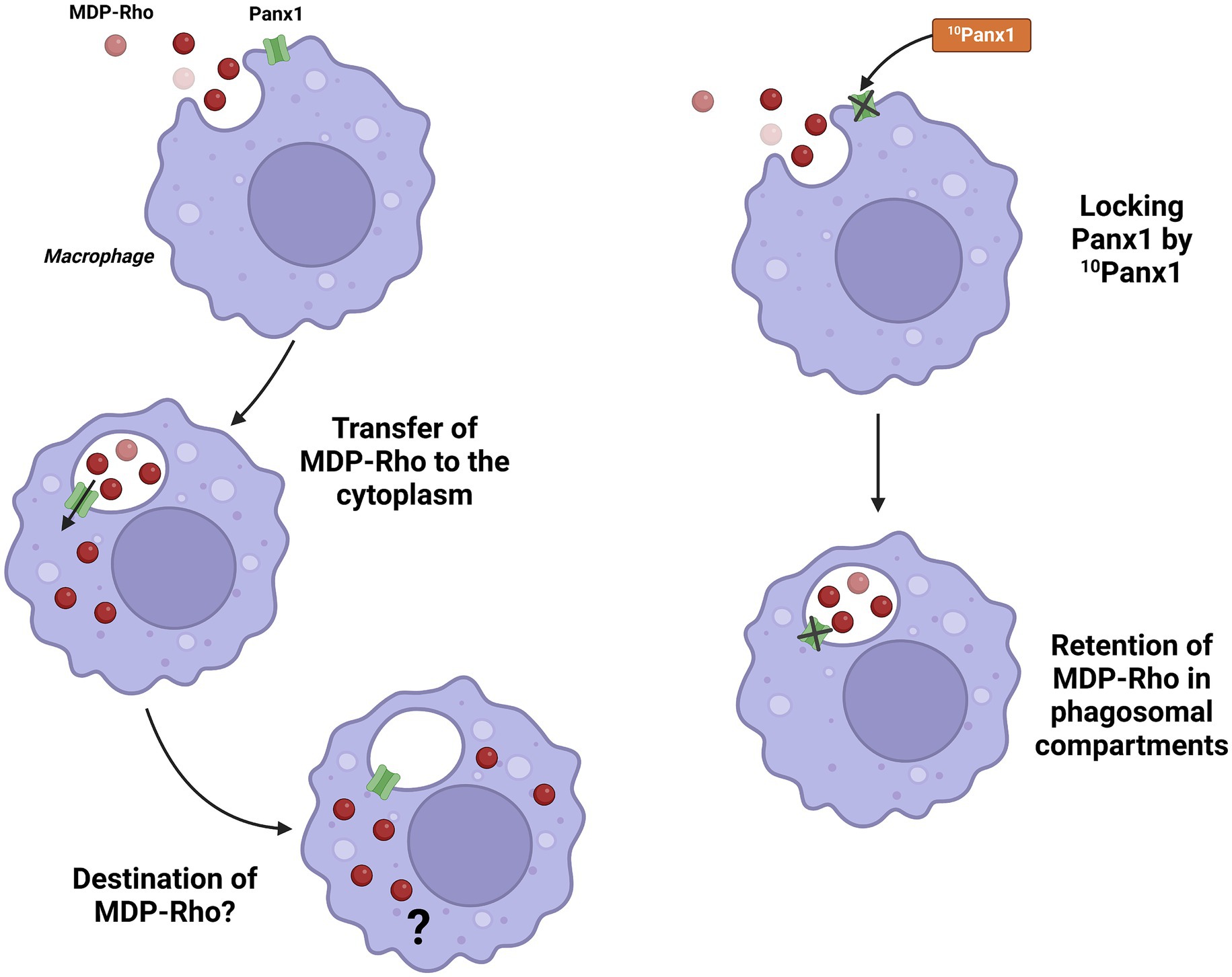 Diagram showing the role of Panx1 in macrophages during MDP-Rho transfer. On the left, MDP-Rho enters the cytoplasm through Panx1 following phagocytosis. On the right, blocking Panx1 with 10Panx1 retains MDP-Rho in phagosomal compartments.