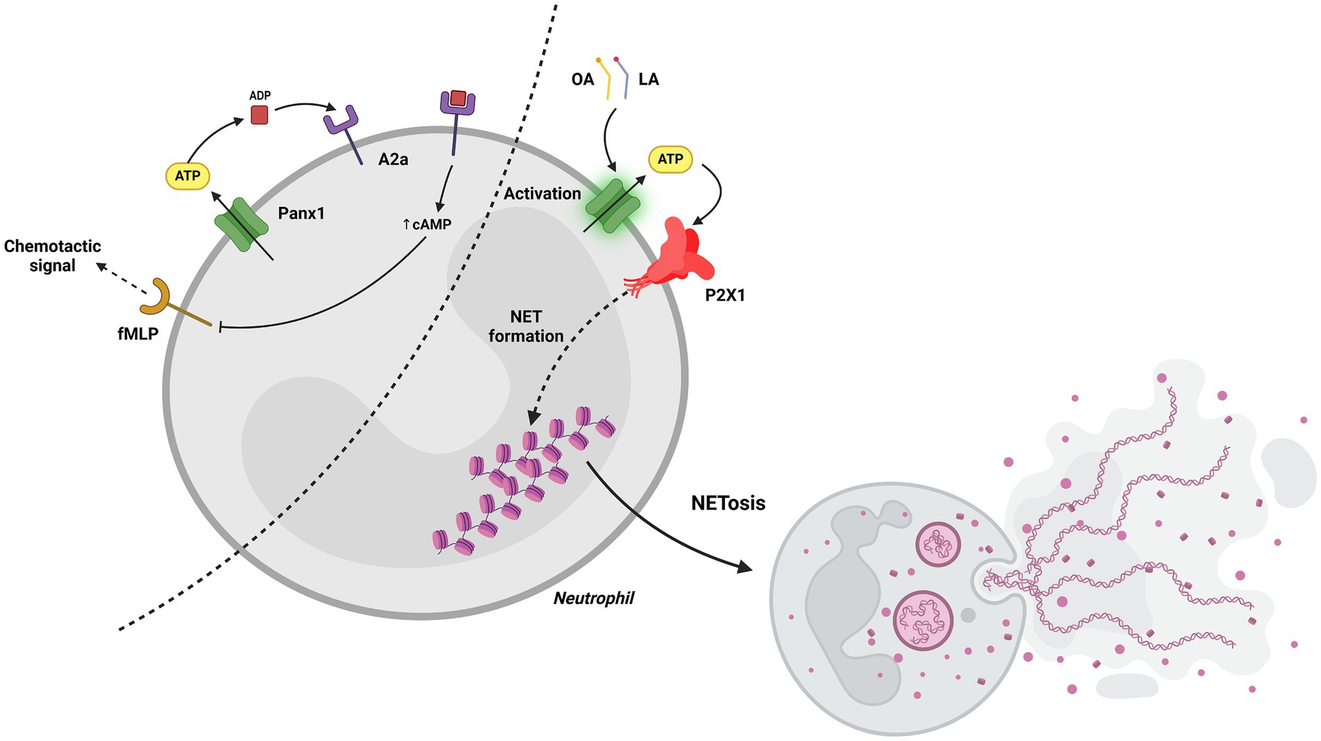 Diagram of the signaling pathway for NET formation in neutrophils. Panx1 promotes the inhibition of chemotactic signals and, through ATP release, promotes the activation of P2X1 receptors to induce neutrophil NETosis. The NETosis process is illustrated by DNA structures released from a neutrophil.