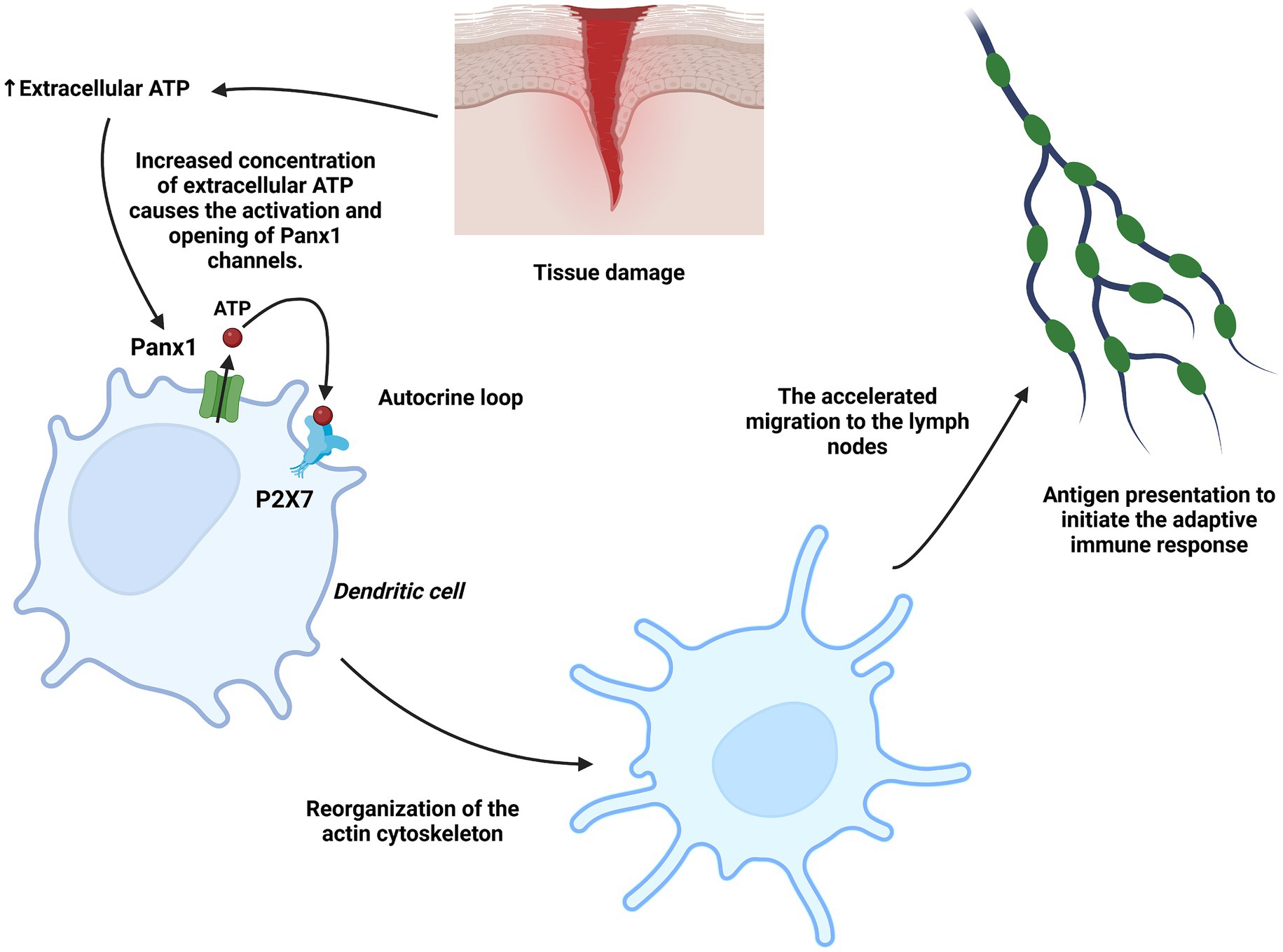 Diagram illustrating the process of tissue damage triggering an immune response. Tissue damage increases extracellular ATP, activating Panx1 channels in dendritic cells. This triggers an autocrine loop via P2X7, leading to actin cytoskeleton reorganization and accelerated migration to lymph nodes. Antigen presentation then initiates the adaptive immune response.