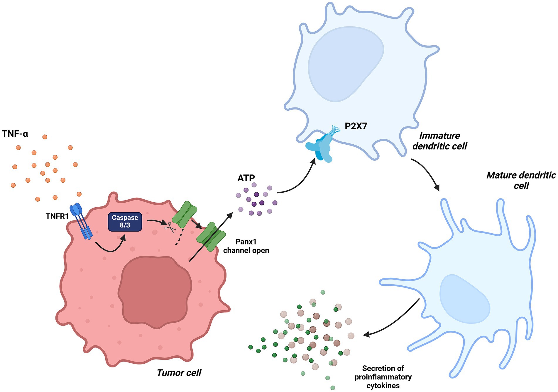 Diagram illustrating the interaction between a tumor cell and dendritic cells. TNF-alpha activates TNFR1 on the tumor cell, leading to Caspase 8/3 activation and the opening of Panx1 channels. ATP is released and binds to P2X7 receptors on an immature dendritic cell, which causes it to mature and secrete proinflammatory cytokines.