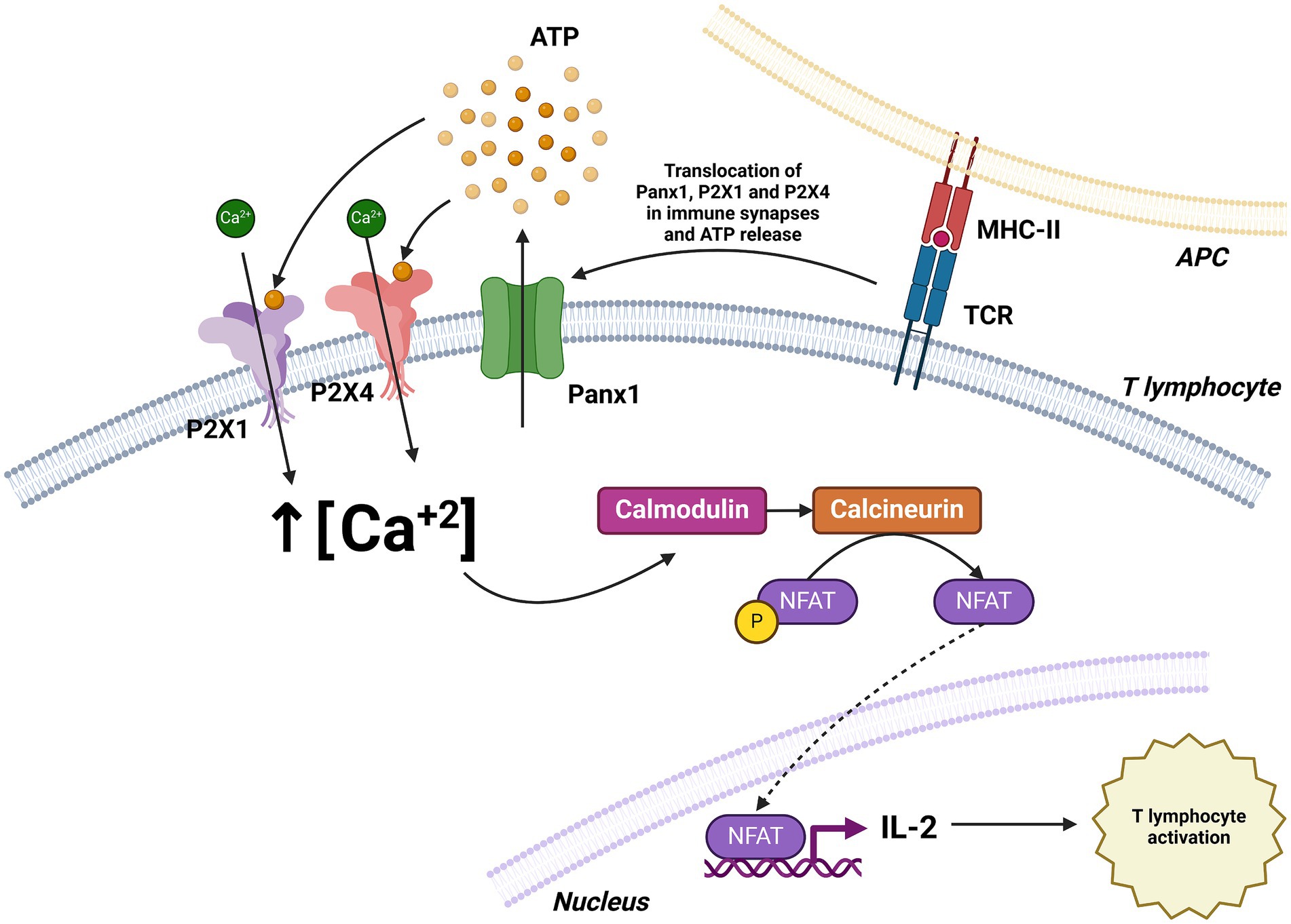 Diagram of the signaling pathway in T lymphocytes, showing that through the interaction between TCR/MHC-II, ATP release (mediated by Panx1) and the increase of Ca²⁺ through ATP-activated P2X1 and P2X4 channels are promoted. This leads to the activation of calmodulin and calcineurin, dephosphorylation of NFAT, nuclear translocation, IL-2 production, and T lymphocyte activation.