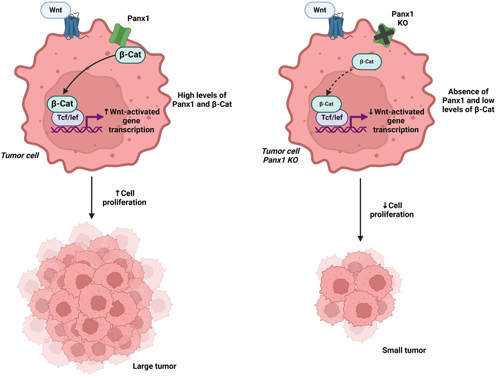 Diagram comparing tumor cells with and without Panx1. The left cell has high Panx1 and β-Catenin, leading to increased Wnt-activated gene transcription and cell proliferation, resulting in a large tumor. The right cell lacks Panx1 (Panx1 KO) and has low β-Catenin, resulting in decreased gene transcription and cell proliferation, leading to a small tumor.
