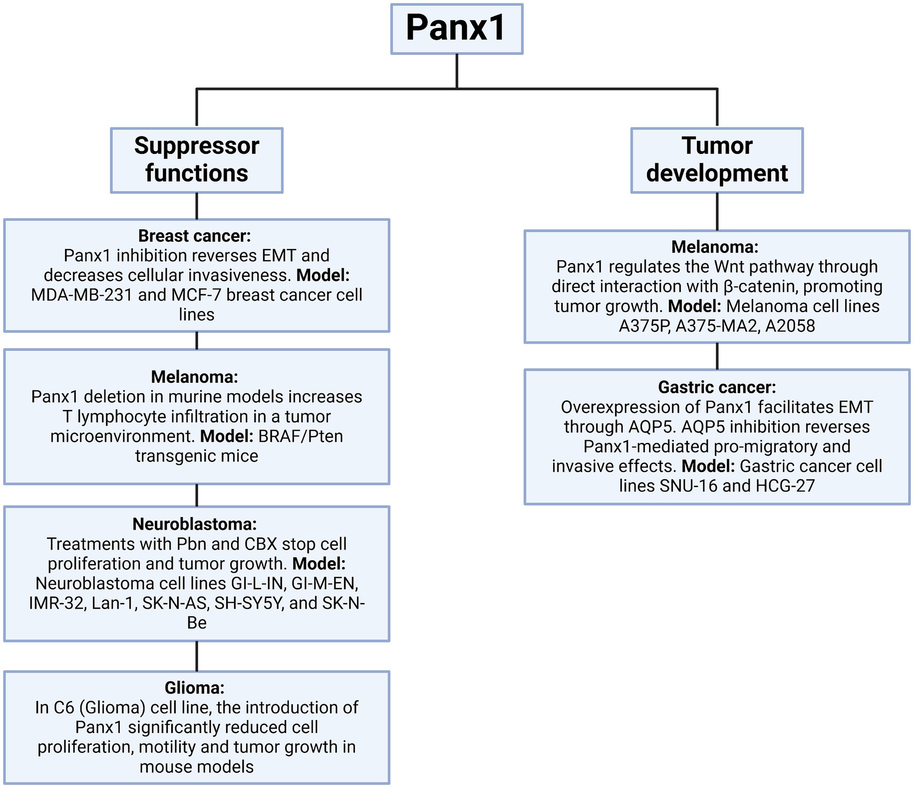 Flowchart shows the dual roles of Panx1 in cancer. On the left, suppressor functions include: 1. Breast cancer: Inhibition of Panx1 reverses EMT, decreases invasiveness. Model: MDA-MB-231, MCF-7 cell lines.2. Melanoma: Panx1 deletion increases T lymphocyte infiltration. Model: BRAF/Pten transgenic mice.3. Neuroblastoma: Pbn and CBX treatments halt proliferation. Model: GI-L-IN, GI-M-EN, IMR-32, Lan-1, SK-N-AS, SH-SY5Y, SK-N-Be cell lines.4. Glioma: Panx1 reduces proliferation and growth in C6 cell line.On the right, tumor development roles include:1. Melanoma: Panx1 regulates Wnt pathway, promoting growth. Model: A375P, A375-MA2, A2058 cell lines.2. Gastric cancer: Panx1 overexpression facilitates EMT via AQP5. Model: SNU-16, HCG-27 cell lines.
