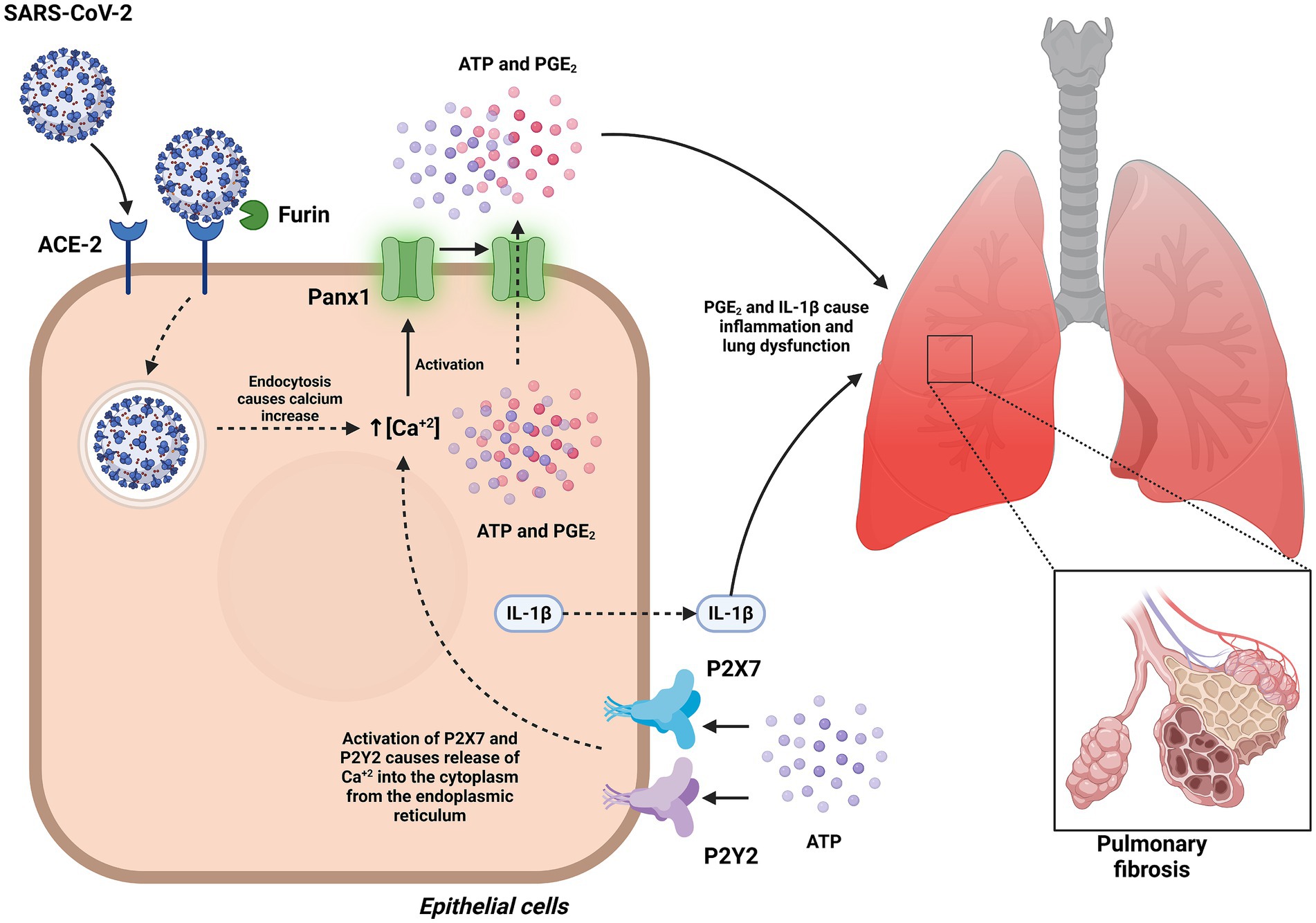 Diagram illustrating the impact of SARS-CoV-2 on epithelial cells and its link to lung dysfunction. The virus binds to ACE-2 receptors, triggering endocytosis and an increase in intracellular calcium. This activates Panx1 channels, leading to the release of ATP and prostaglandin E2, which cause inflammation. The inflammation results in lung dysfunction and fibrosis, illustrated with lungs and a magnified view of the affected tissue.