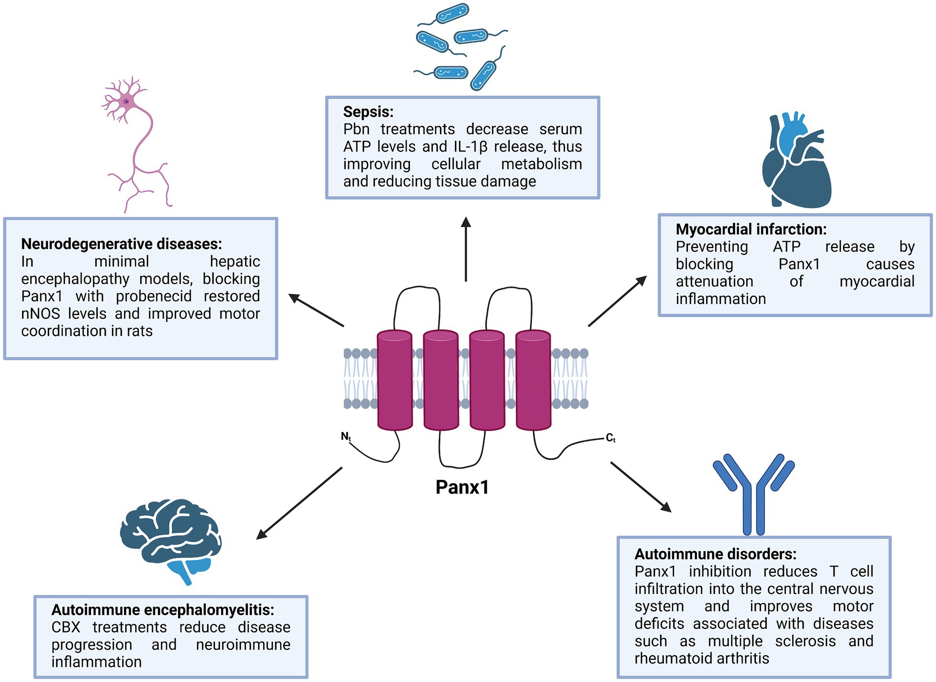 Diagram of the Panx1 protein illustrating its role in various diseases. Central image shows Panx1 with associated conditions: neurodegenerative diseases, sepsis, myocardial infarction, autoimmune encephalomyelitis, and autoimmune disorders. Each condition describes how Panx1 affects or is affected by treatments, such as blocking Panx1 or reducing ATP levels, impacting disease symptoms and cellular processes.