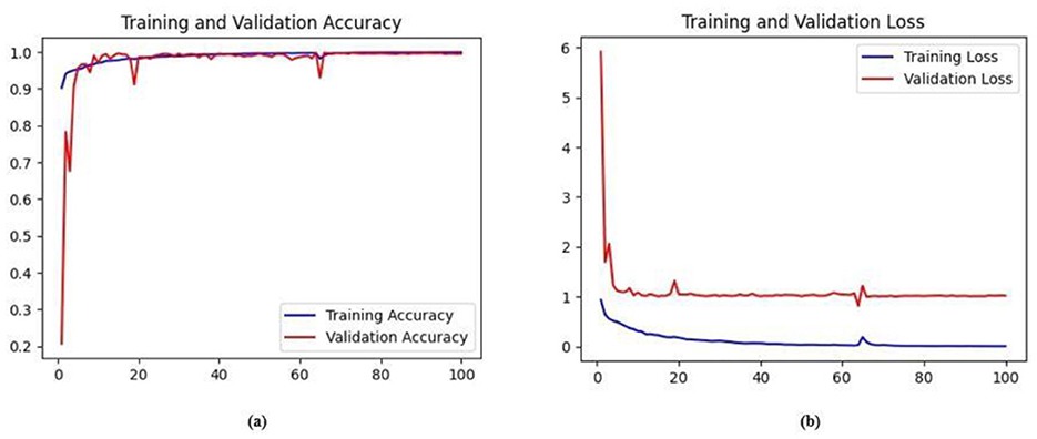 Two training performance plots across 100 epochs. (a) Accuracy plot: training accuracy (blue) increases steadily and reaches near 1.0, while validation accuracy (red) follows closely, stabilizing just below 0.98. (b) Loss plot: training loss (blue) decreases rapidly and flattens near zero; validation loss (red) also declines but remains higher, indicating slight overfitting.