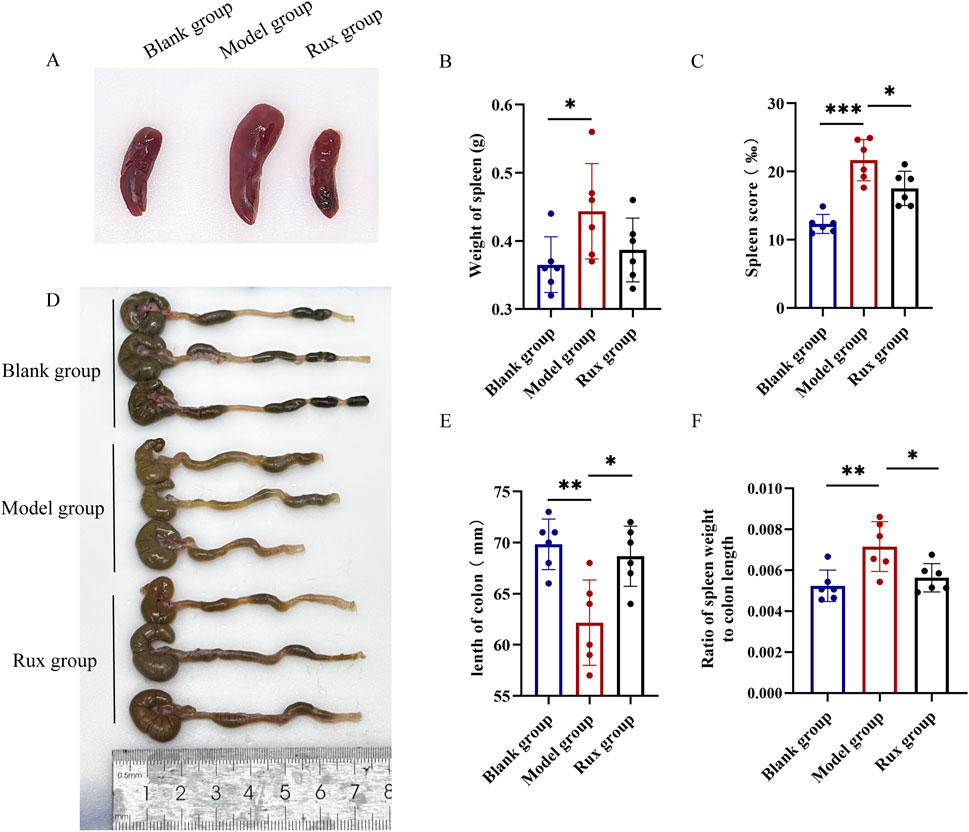 Three panels showcase experimental data. Panel A shows spleens from blank, model, and Rux groups, differing in size. Panel B is a bar chart comparing spleen weights with the model group having the highest values. Panel C shows spleen scores, with the model group again having the highest score. Panel D displays colons from each group. Panel E is a bar chart of colon lengths, with the blank group having the longest colons. Panel F shows the ratio of spleen weight to colon length, with the model group having the highest ratio. Significant differences are indicated by asterisks.