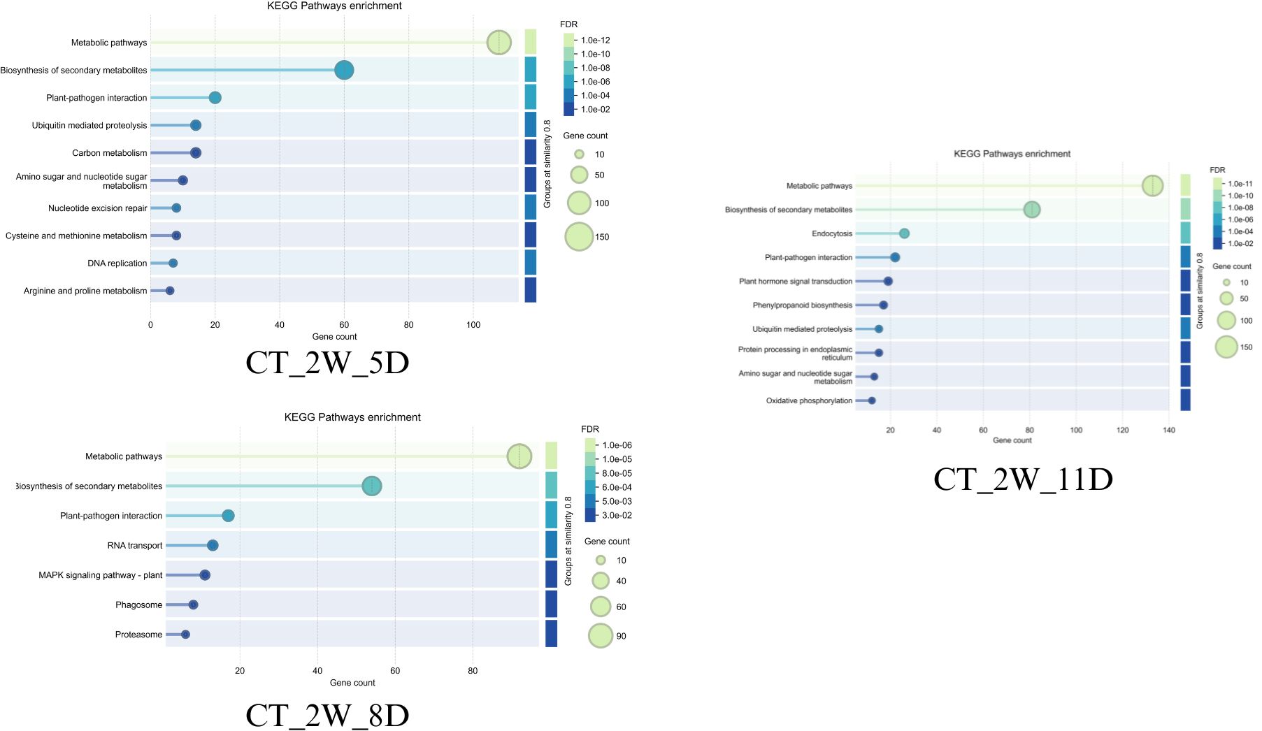 Three KEGG pathway enrichment graphs labeled CT_2W_5D, CT_2W_8D, and CT_2W_11D show gene count versus various metabolic pathways. Each graph includes circles of varying sizes representing gene count, with color scales indicating the false discovery rate (FDR). Pathways such as “Biosynthesis of secondary metabolites” and “Metabolic pathways” feature prominently across all graphs.
