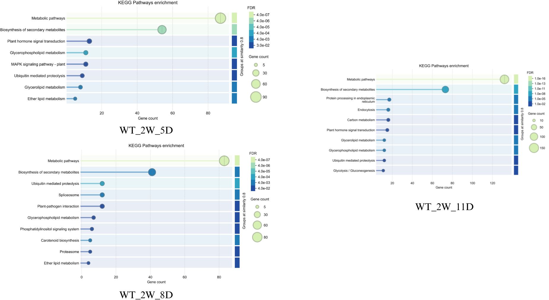 Three KEGG Pathways enrichment dot plots labeled WT_2W_5D, WT_2W_8D, and WT_2W_11D. Each plot shows gene counts and FDR values for pathways, such as metabolic and biosynthesis processes. Colors represent FDR values, with circles indicating gene count sizes. Similar pathways are grouped for visual comparison.