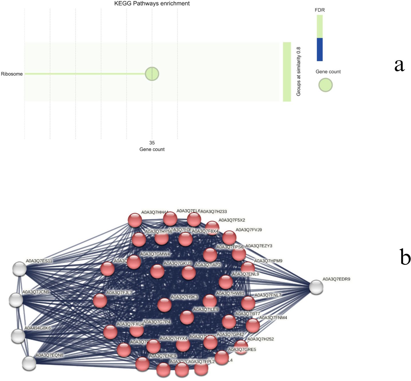 a. A KEGG pathways enrichment chart with various pathways plotted against gene count. Paths include metabolic pathways, biosynthesis of secondary metabolites, and ribosome, with circle sizes indicating false discovery rates (FDR). b. A network diagram with labeled nodes representing protein interactions, connected by lines. Nodes are grouped into clusters, indicating related interactions in biological processes.