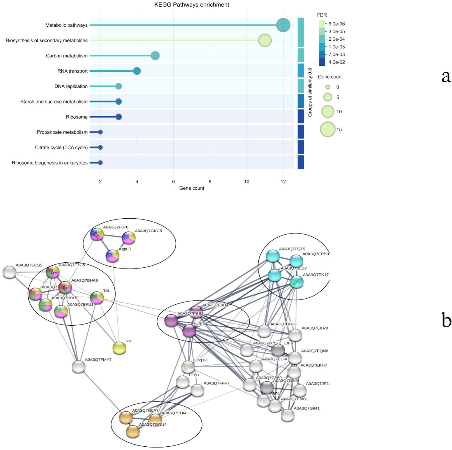 Panel a shows a KEGG pathways enrichment chart with a focus on the ribosome pathway, highlighting gene count and FDR values. Panel b displays a network graph of protein interactions, with nodes labeled with protein codes and connected by lines to illustrate relationships.