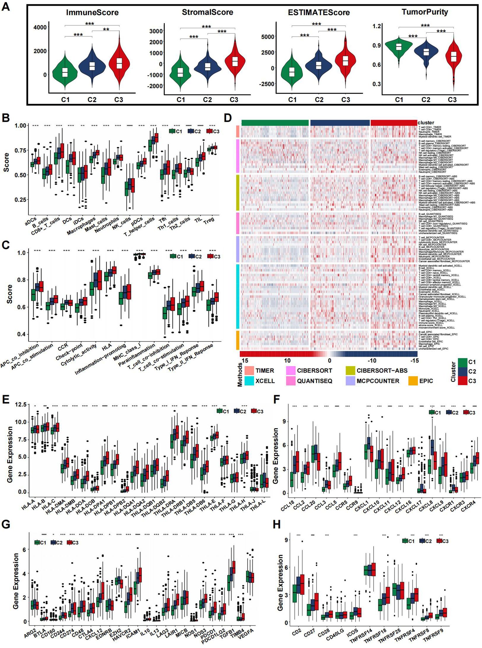 Various graphical analyses assess immune and gene expression scores across three groups (C1, C2, C3). Panels A to H depict distributions and comparisons: A shows violin plots of ImmuneScore, StromalScore, ESTIMATEScore, and Tumor Purity; B and C display box plots of immune cell activities; D presents a heatmap of cluster data; E to H show gene expression box plots. Methods and clusters are color-coded. Statistical significance is marked by asterisks.