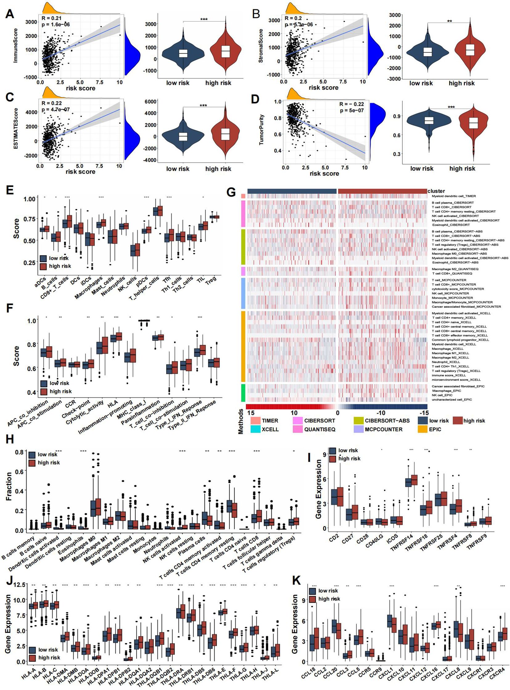 Multiple data visualizations and charts present relationships between risk scores and various immune and gene expression measures. Panels A to D show scatter and violin plots with correlation coefficients and significance values. Panels E and F display box plots comparing low and high risk scores across different immune cell types and pathways. Panel G exhibits a clustered heatmap of gene expression data with annotations for different methods and clusters. Panels H to K present additional box plots of cell fractions and gene expressions, highlighting statistical differences between low and high risk groups.