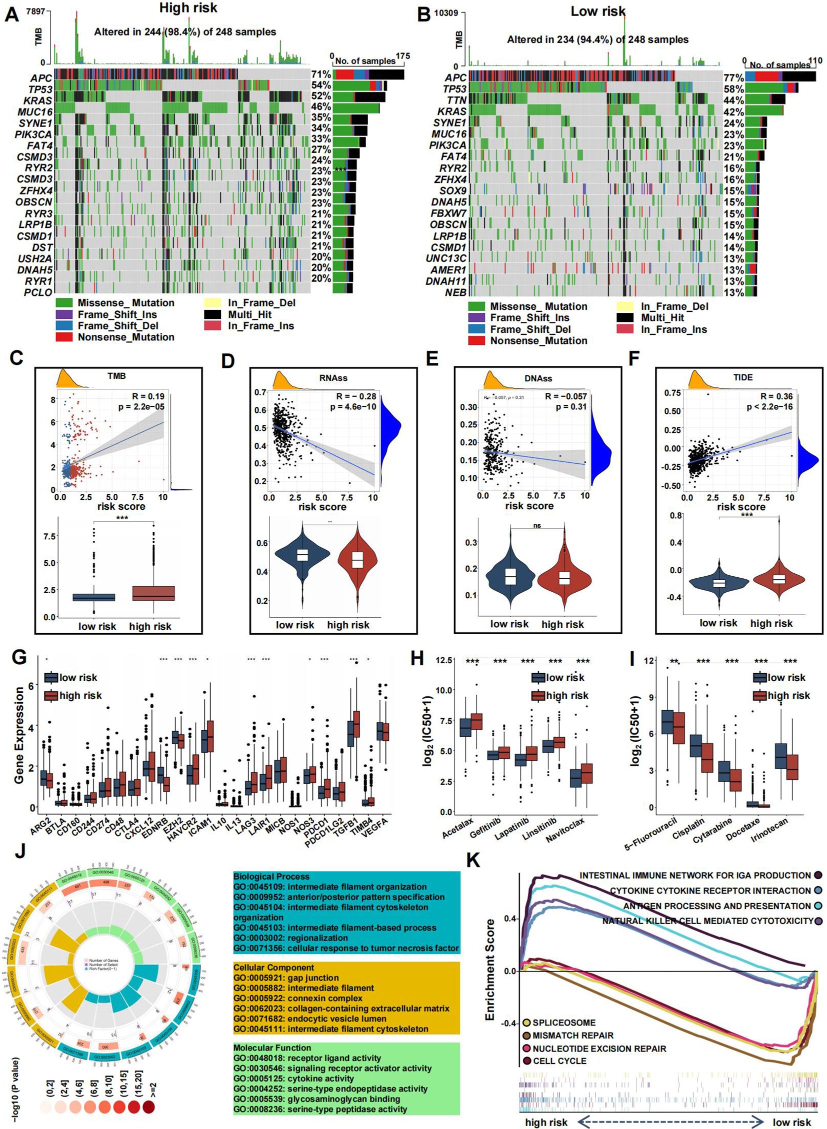 Composite image of genomic data and analysis. Panels A and B display mutation heatmaps for high and low risk samples, highlighting gene mutations. Panels C to F show scatter plots with risk scores compared to tumor mutational burden, RNA instability, DNA instability, and TIDE scores. Panel G presents box plots of gene expression across risk groups. Panels H and I illustrate drug sensitivity differences. Panel J features a circular graph of biological processes, cellular components, and molecular functions, with related p-values. Panel K shows enrichment scores comparing high and low risk groups across various pathways.