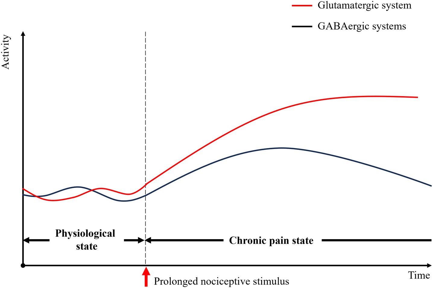 Graph showing the activity of the glutamatergic and GABAergic systems over time. The glutamatergic system, in red, increases following a prolonged nociceptive stimulus, indicating a chronic pain state. The GABAergic system, in black, initially decreases in the chronic pain state compared to the physiological state.