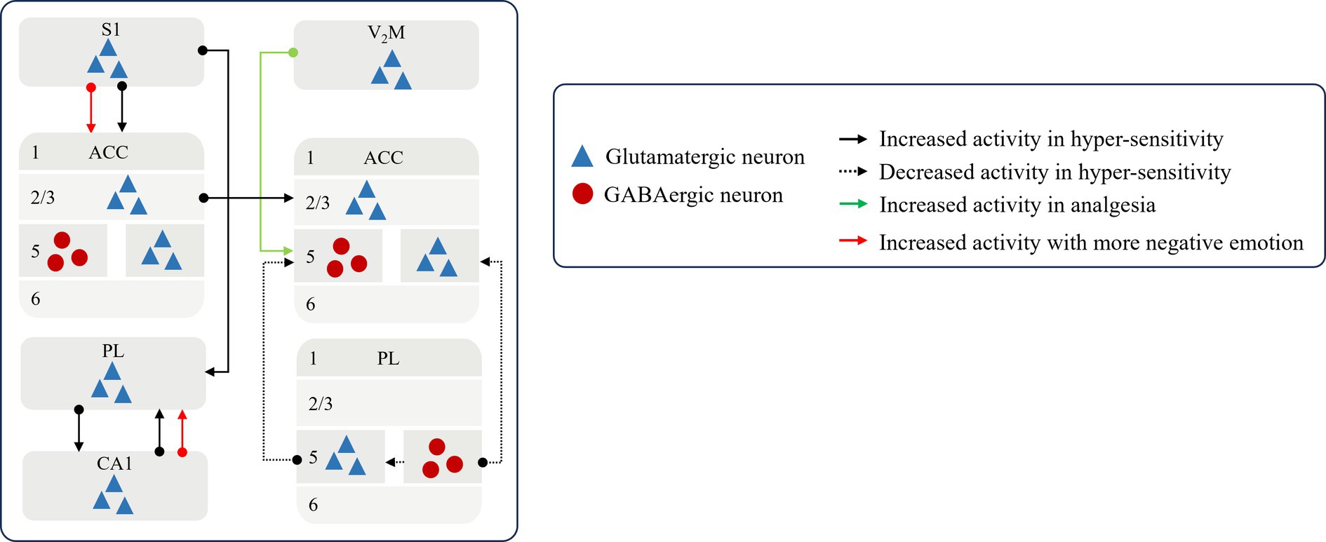 Diagram illustrating neural pathways and activities in different brain regions. Glutamatergic neurons are represented by blue triangles and GABAergic neurons by red circles. Arrows indicate activity variations: black solid for increased hypersensitivity, black dashed for decreased hypersensitivity, green for increased analgesia, and red for negative emotion. Regions include S1, V2M, ACC (with layers 1, 2/3, 5, and 6), PL, and CA1.