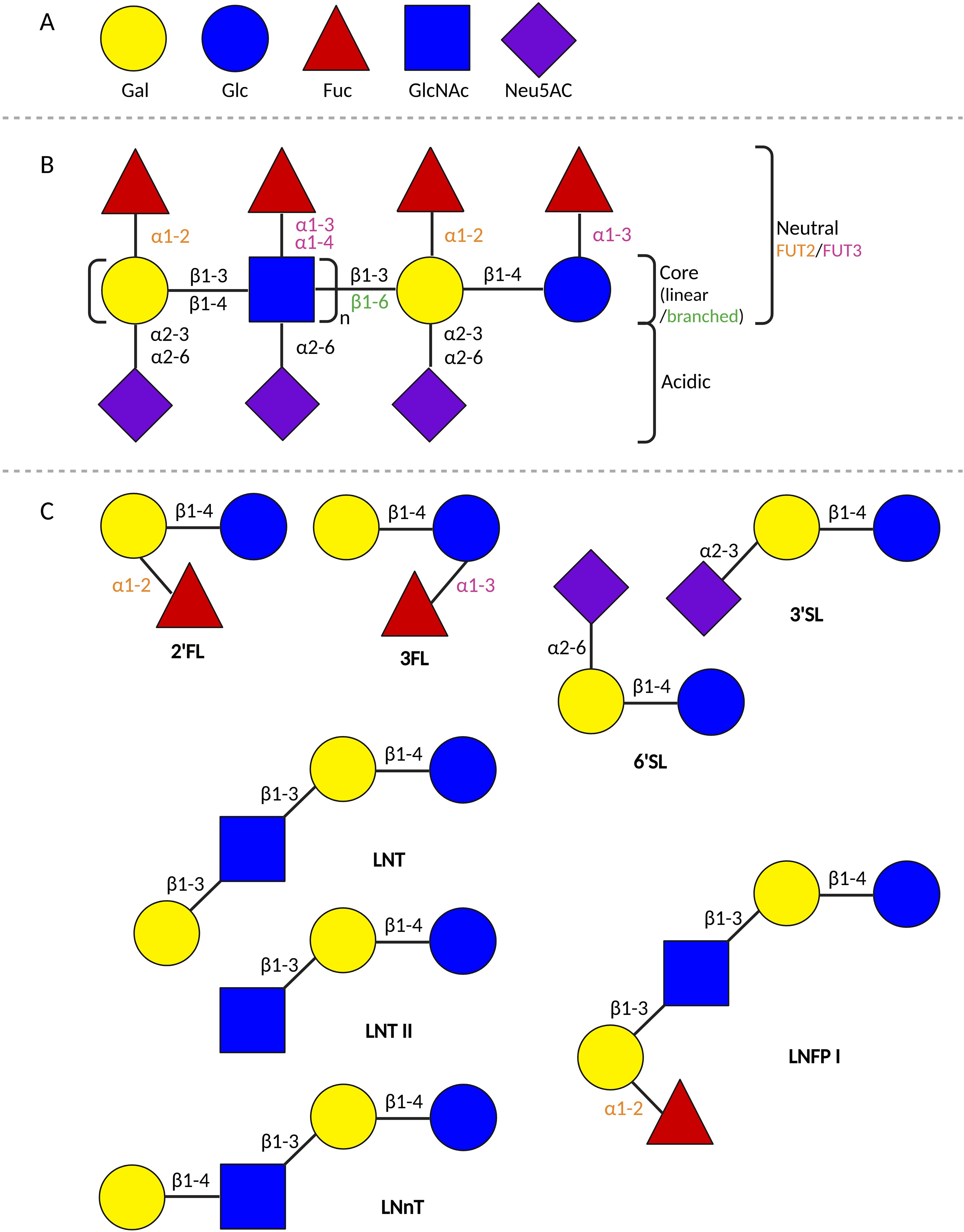 Diagram showing oligosaccharide structures. Panel A: Legend with symbols for Gal (yellow circle), Glc (yellow circle), Fuc (red triangle), GlcNAc (blue square), and Neu5AC (purple diamond). Panel B: Core structures, labeled as neutral and acidic, with branching and glycosidic linkages. Panel C: Structures of oligosaccharides including 2'FL, 3FL, 3'SL, 6'SL, LNT, LNT II, LNnT, and LNFP I, each with specific bonding patterns and arrangements of the symbols.