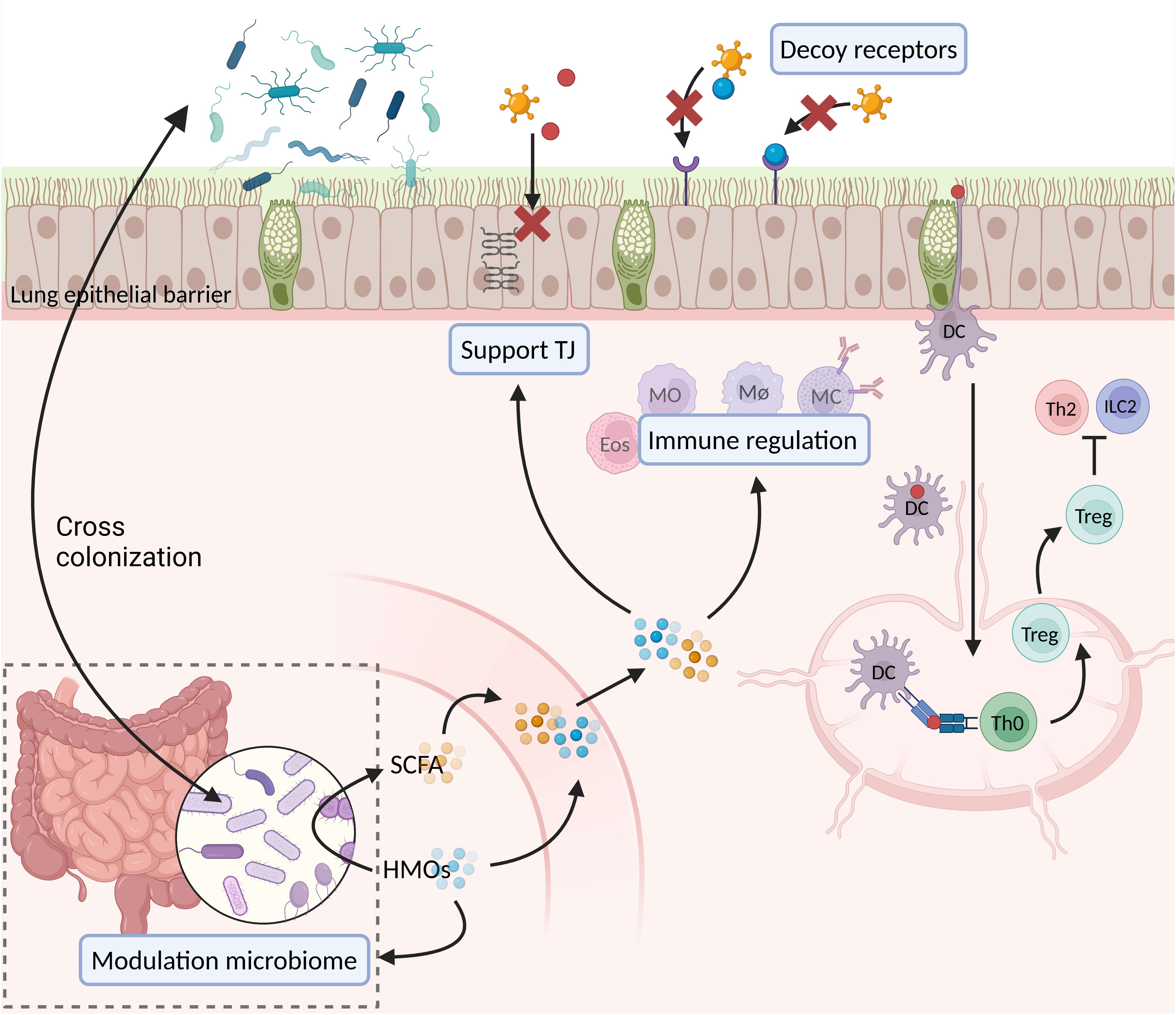 Illustration depicting the interaction between the lung epithelial barrier and gut microbiome. Shows the cross-colonization of bacteria affecting tight junctions and immune regulation. Includes depictions of microbial short-chain fatty acids (SCFAs) and human milk oligosaccharides (HMOs) influencing immune cells like dendritic cells, T regulatory cells, Th2 cells, and others. Visual elements highlight the roles of decoy receptors, modulation of the microbiome, and immune signaling pathways.
