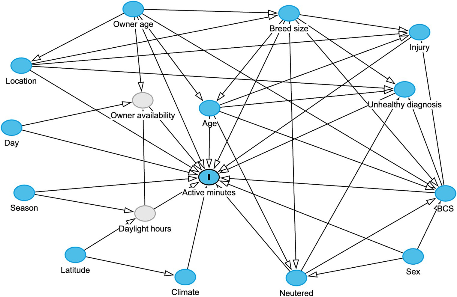 Network diagram illustrating the factors influencing active minutes, represented by a central blue node. Connected nodes include owner age, breed size, injury, unhealthy diagnosis, BCS, neutered status, sex, age, location, day, season, latitude, and climate. Arrows indicate relationships, with intermediary nodes for owner availability and daylight hours.