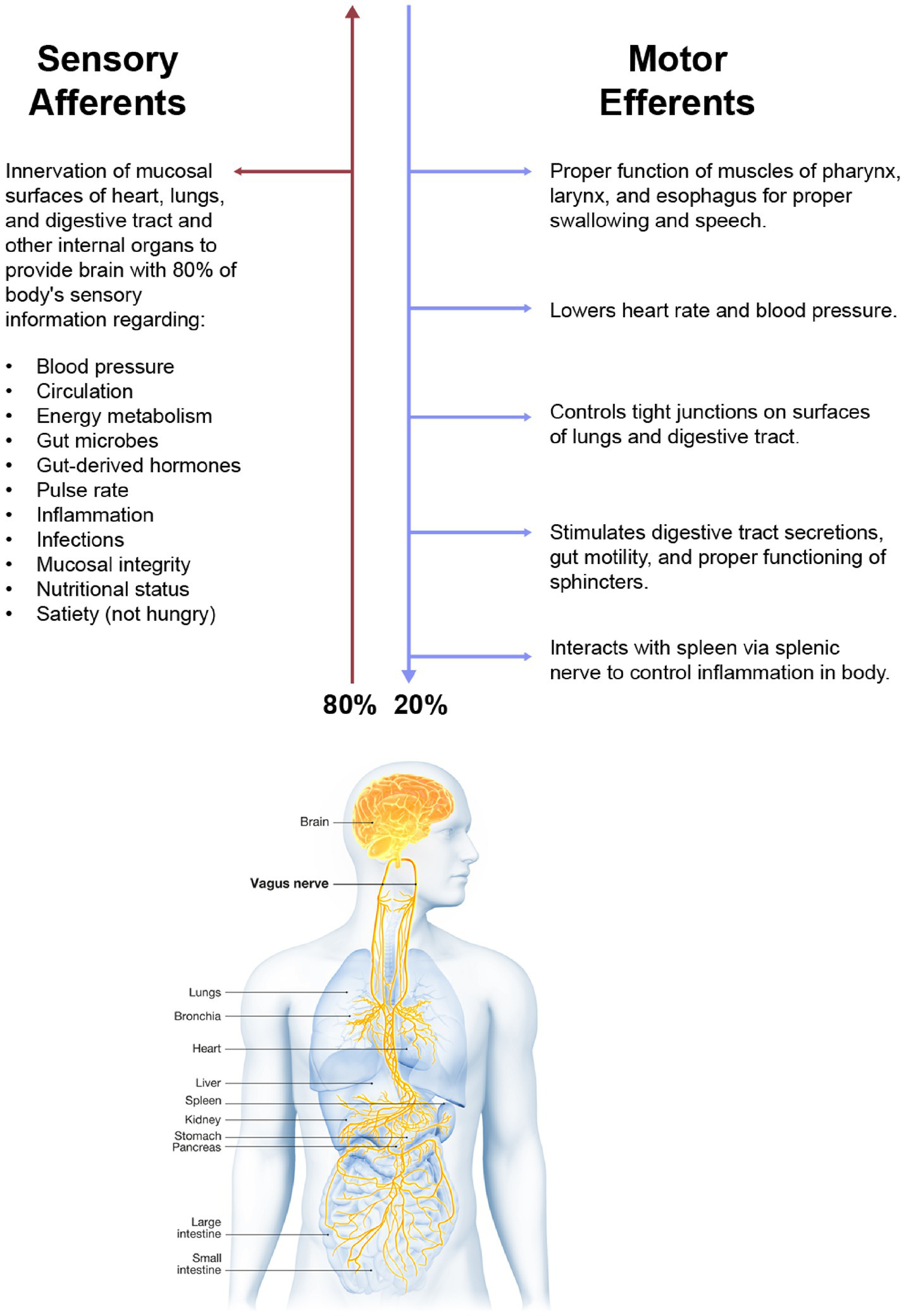 Diagram showing the functions of sensory afferents and motor efferents of the vagus nerve. Sensory afferents provide the brain with 80% of the body’s sensory information, affecting blood pressure, circulation, and more. Motor efferents, comprising 20%, control muscle functions related to swallowing, heart rate, and digestive processes. The image includes an illustration of the human body highlighting the vagus nerve connecting the brain to organs such as the heart, lungs, liver, and intestines.