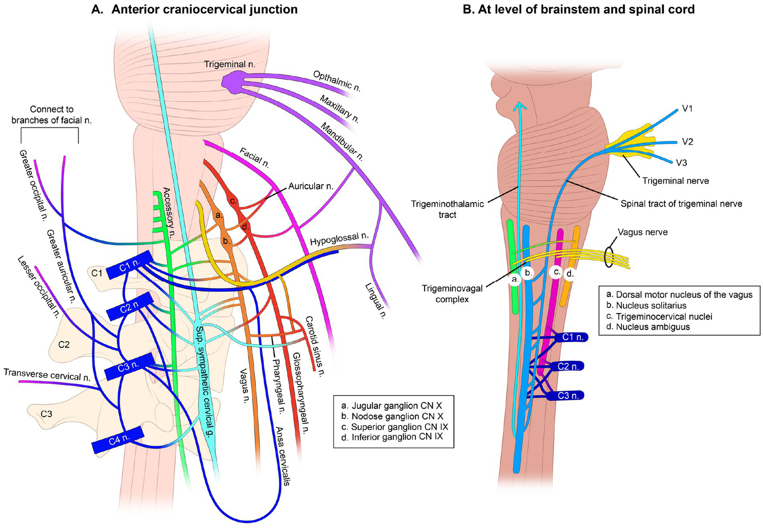 Diagram of the cranial and spinal nerves at the anterior craniocervical junction and brainstem level. Part A shows connections of facial, trigeminal, accessory, and other nerves with annotations. Part B illustrates the brainstem, vagus nerve, and trigeminal nerve pathways with labeled nuclei and tracts.