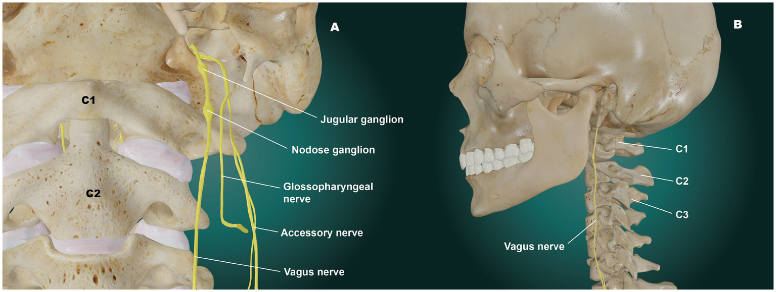 Diagram showing the anatomy of the human neck and skull from two angles. Panel A highlights cervical vertebrae C1 and C2, along with labeled nerves and ganglia: jugular ganglion, nodose ganglion, glossopharyngeal nerve, accessory nerve, and vagus nerve. Panel B provides a side view of the skull and vertebrae C1, C2, and C3, indicating the vagus nerve’s path.