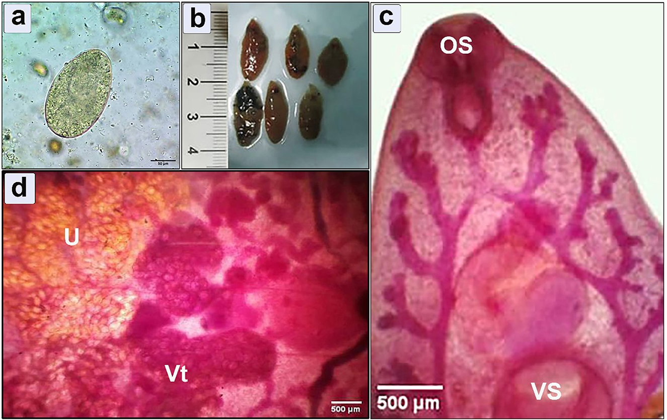 Microscopic images of various stages of a parasitic organism: (a) an egg under 40x magnification; (b) several adult specimens beside a ruler; (c) a stained section highlighting anatomical features with labels “OS” and “VS”; (d) detailed view of internal structures labeled “U” and “Vt,” with a 500-micrometer scale.