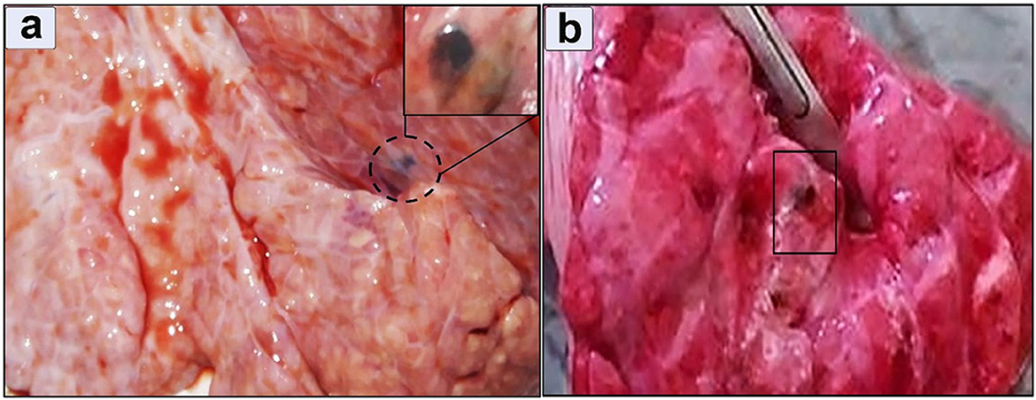 Panel a shows a close-up of tissue exhibiting a small perforation highlighted within a dashed circle and an inset zoom. Panel b displays similar tissue with a dark area emphasized by a rectangular outline, with a tool pointing to it.