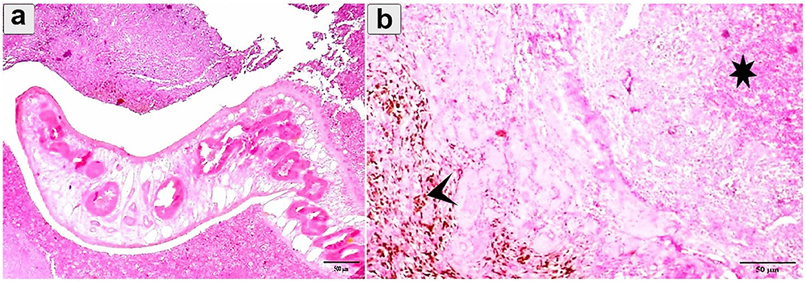 Histological images labeled 'a' and 'b'. Image 'a' shows intestinal tissue with visible villi and crypts. Image 'b' displays a different tissue section with an area marked by a star and an arrow indicating a specific feature, possibly inflammation or necrosis. Both images are stained and viewed under a microscope.