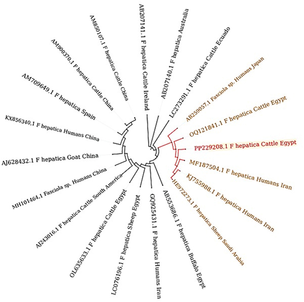 Phylogenetic tree depicting relationships among Fasciola species and populations from various countries and hosts. Labels include species, host, and country of origin. Notable entries from Egypt and Iran are highlighted in red and brown, respectively.
