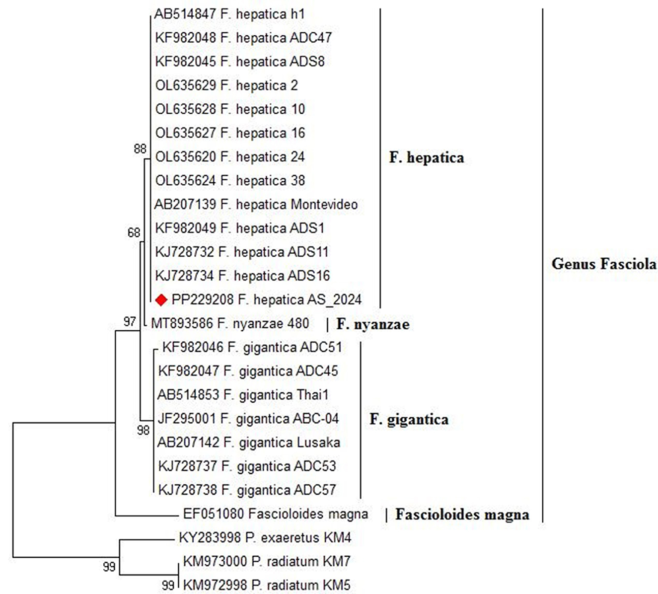 Phylogenetic tree diagram showing relationships within the genus Fasciola. It includes various species such as F. hepatica, F. nyanzae, and F. gigantica, with branch support values displayed. Additional taxa include Fascioloides magna and P. exaeretus, highlighting evolutionary connections. A red diamond marks a specific entry, PP229208, under F. hepatica AS2024.