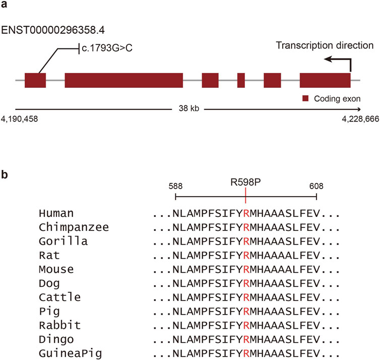 Diagram (a) shows a gene with several coding exons represented by rectangles, indicating a mutation at position c.1793G>C on transcript ENST00000296358.4. Diagram (b) presents an alignment of a protein sequence across various species, highlighting the R598P mutation in red between positions 588 and 608.
