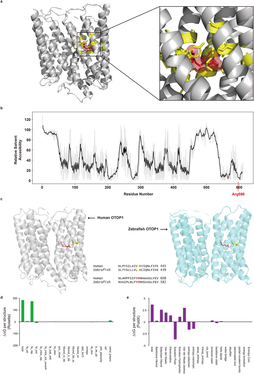 Scientific illustration featuring multiple panels related to OTOP1 protein structures. Panel a: 3D model of a protein structure with highlighted ligand close-up. Panel b: Graph showing relative solvent accessibility across residues, highlighting Arg598. Panel c: Comparison of human and zebrafish OTOP1 structures, with sequences highlighting specific residues. Panel d: Bar graph of ΔΔG per structure using Rosetta. Panel e: Bar graph of ΔΔG per structure using FoldX. Labels and color coding assist in identifying key details.