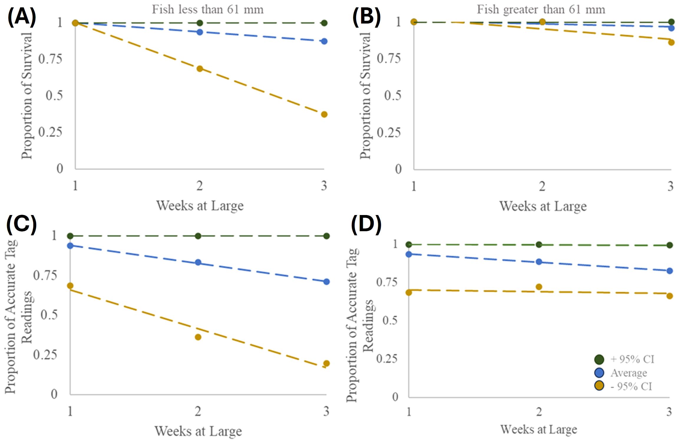 Panel (A) depicts the survival proportion of fish less than 61 mm over three weeks, showing a decline in survival as time progresses. Panel (B) features data for dish greater than 61 mm, suggesting some linear decreases in survival. Panel (C) and (D) illustrate the number of accurate tag readings for small and large fish, respectively, with a decreasing trend across the weeks similar to the survival data. Colored lines show the 95% confidence intervals.