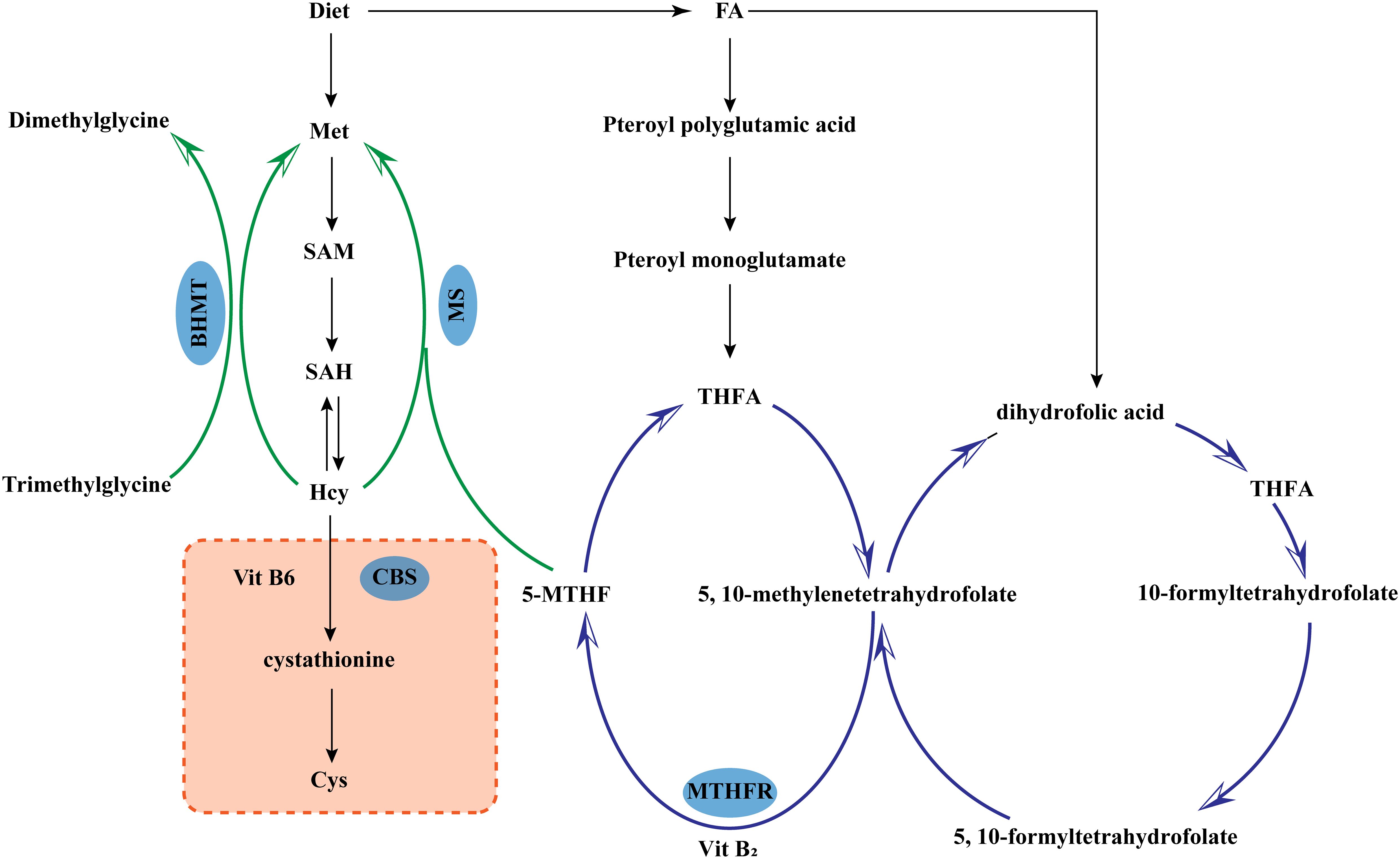 Flowchart illustrating metabolic pathways involving methionine (Met) and folic acid (FA). Dietary Met converts to SAM, then SAH, and homocysteine (Hcy), facilitating interactions with enzymes like BHMT and MS. Hcy further transforms to cystathionine and cysteine (Cys) with Vitamin B6 and CBS. FA converts from pteroyl monoglutamate to tetrahydrofolic acid (THFA), dihydrofolic acid, and cycles through various forms including 5,10-methylenetetrahydrofolate with involvement of MTHFR and Vitamin B2. The diagram highlights the relationships and interdependencies between these cycles.