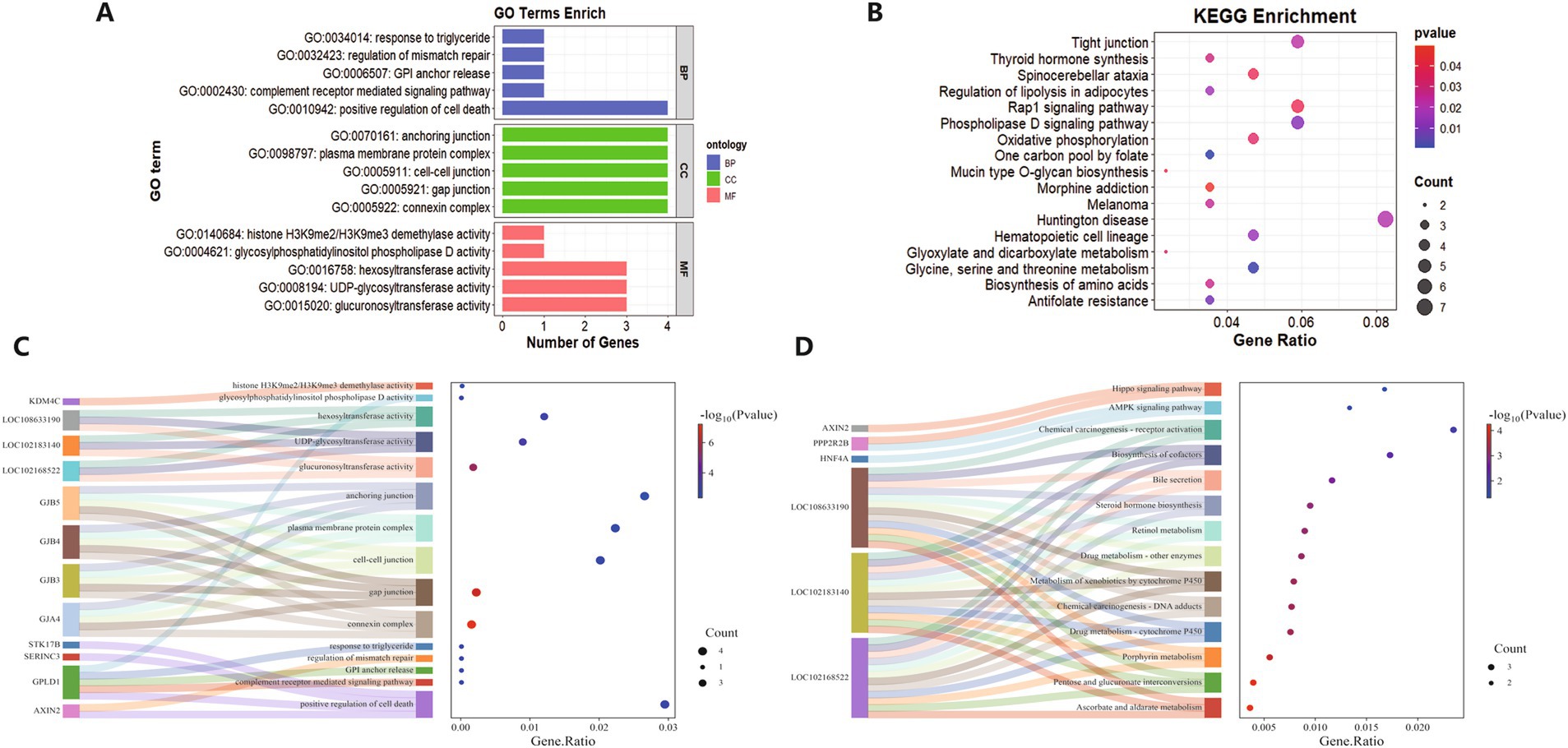 This image contains four panels. Panel A shows a bar chart of GO terms enrichment categorized by BP, CC, and MF, indicating the number of genes associated with each term. Panel B displays a KEGG enrichment dot plot with pathways listed and dot sizes representing gene counts. Panel C is a Sankey diagram linking genes to their associated GO terms with color-coded pathways. Panel D presents another Sankey diagram linking genes to KEGG pathways, along with a dot plot showing gene ratios and p-values. Each panel uses color to represent different data points and categories.