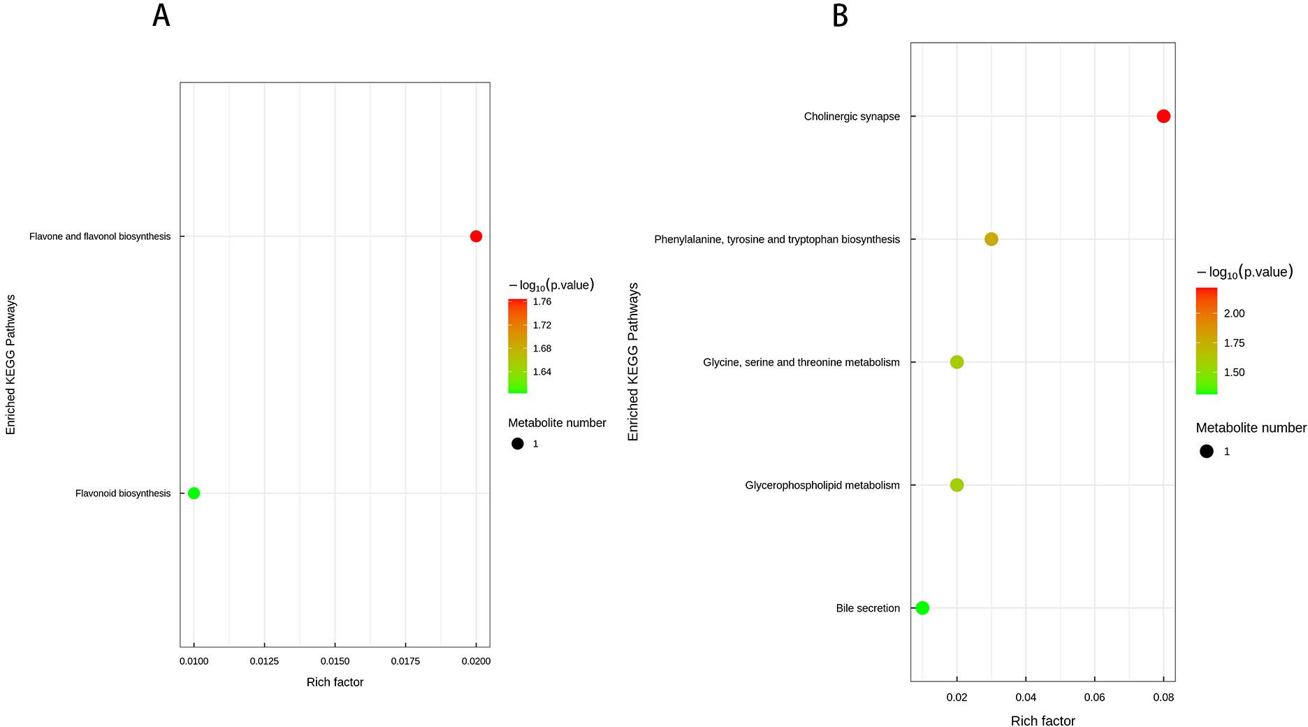 Scatter plots labeled A and B display enriched KEGG pathways against rich factors. Plot A shows flavone and flavonol biosynthesis, and flavonoid biosynthesis, with points indicating p-values from red to green. Plot B includes pathways like cholinergic synapse and bile secretion. Both plots use color gradation to signify significance levels and sized dots for metabolite numbers.