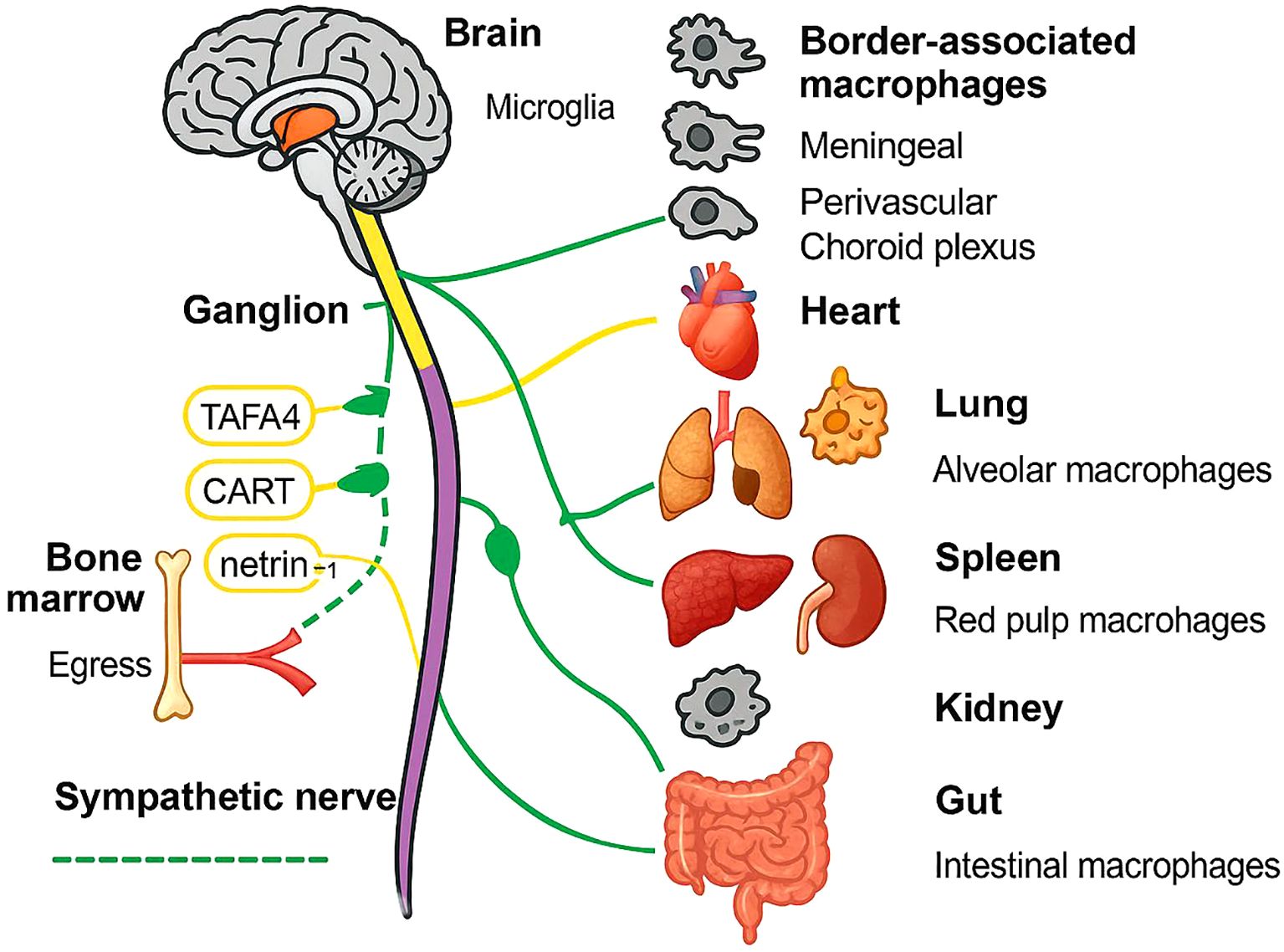 Diagram illustrating interaction pathways between organs and macrophages. It shows the brain, heart, lungs, spleen, kidney, and gut. The sympathetic nerve connects these organs, indicating pathways like TAFA4, CART, and netrin-1 from the ganglion. The diagram highlights microglia in the brain, border-associated macrophages, alveolar macrophages in the lungs, red pulp macrophages in the spleen, and intestinal macrophages in the gut.