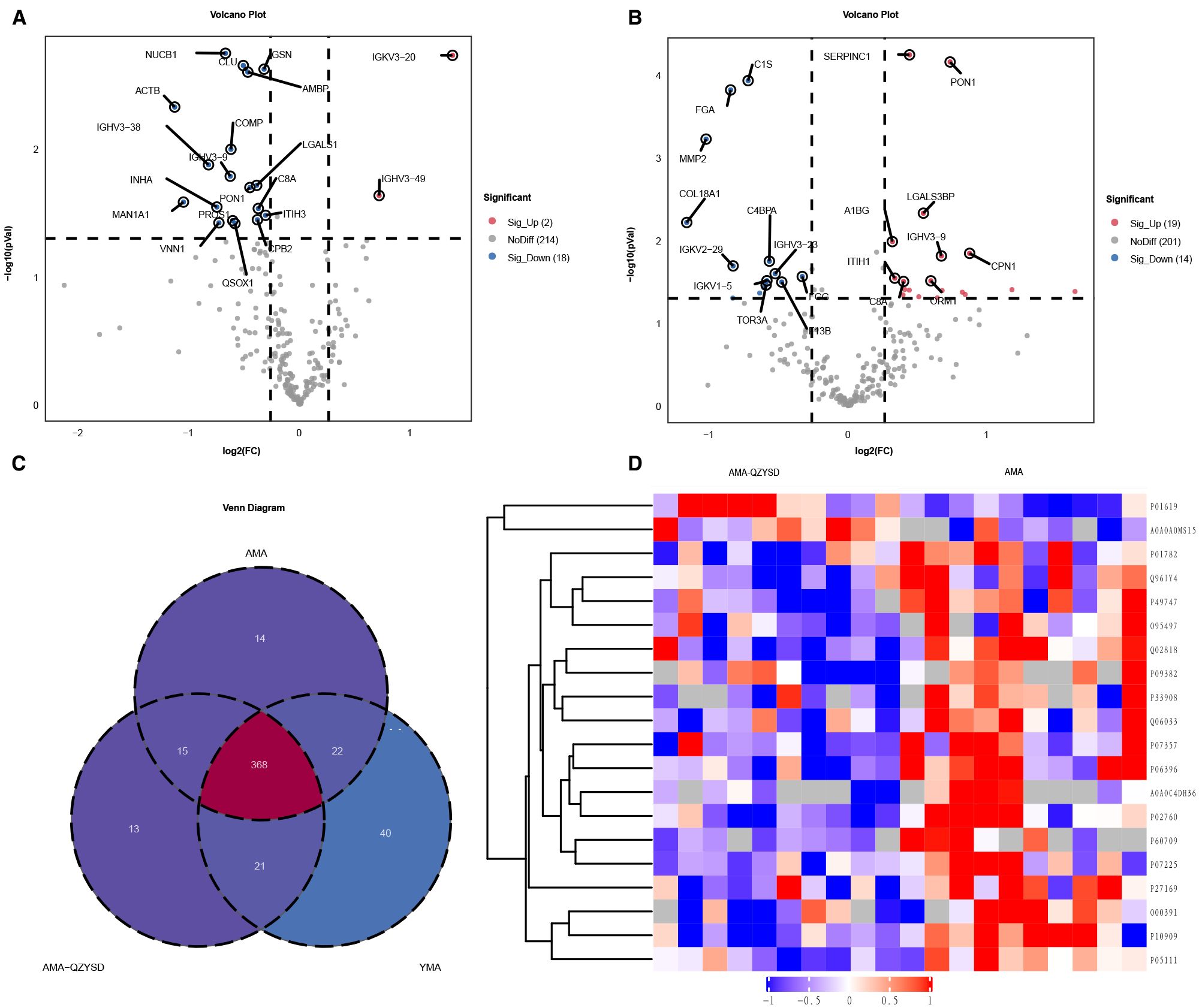 Panel A and B show volcano plots illustrating the significance and fold changes of proteins, with colors indicating significant upregulation (red) and downregulation (blue). Panel C is a Venn diagram depicting overlaps among three datasets labeled AMA, AMA-GZMSD, and YMA, with shared and unique protein counts. Panel D presents a clustered heatmap with data points showing varying expression levels in red and blue shades, representing two conditions: AMA-GZMSD and AMA.