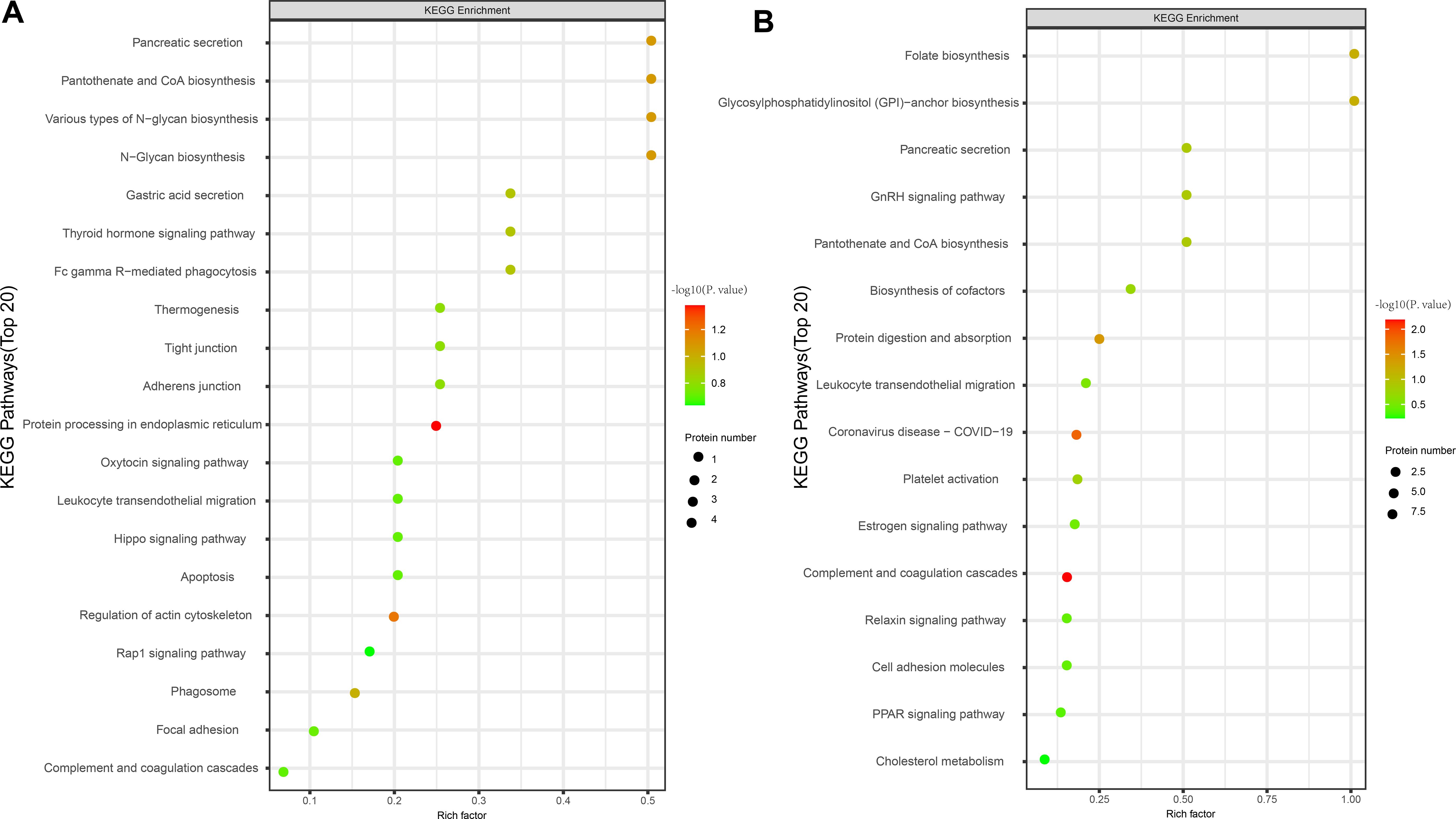 Two KEGG enrichment scatter plots labeled A and B display the top 20 pathways. Pathways are ranked by rich factor, with dot color indicating significance (-log10 P-value) and size representing protein number. Panel A shows pathways like “Pancreatic secretion” and “Protein processing in endoplasmic reticulum,” while Panel B highlights “Folate biosynthesis” and “Coronavirus disease - COVID-19.” Color gradients range from green to red, and dot sizes vary across smaller and larger values on both plots.