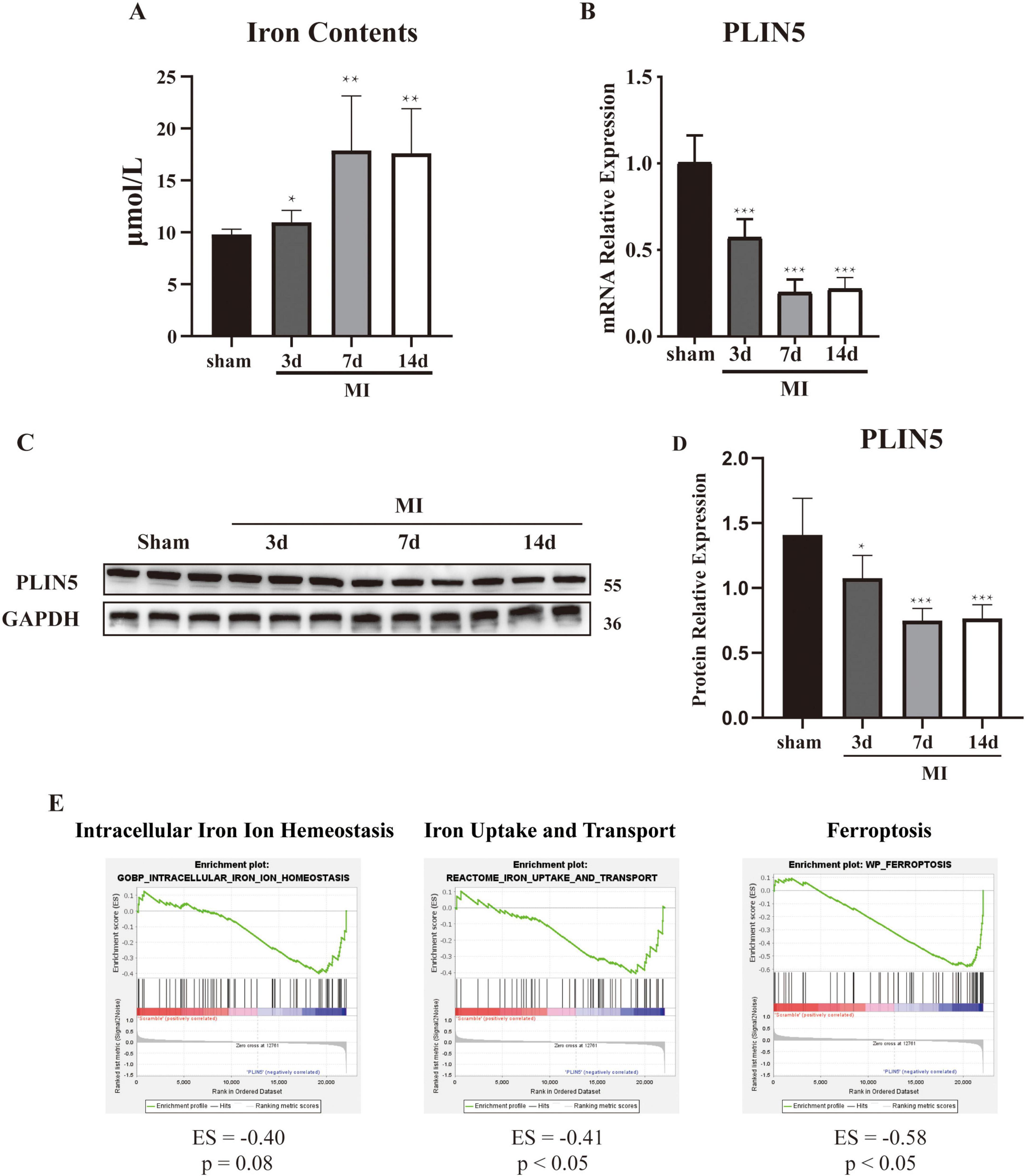 Graphs and a Western blot analysis show iron content and PLIN5 expression over time in myocardial infarction (MI) models. Chart A shows increased iron content at days three, seven, and fourteen post-MI. Chart B shows decreased mRNA expression of PLIN5 over the same period. Panel C presents a Western blot for PLIN5 and GAPDH, showing a decrease in PLIN5. Chart D shows reduced protein expression of PLIN5. Panel E displays enrichment plots for intracellular iron ion homeostasis, iron uptake and transport, and ferroptosis, with enrichment scores and p-values indicating significant changes.
