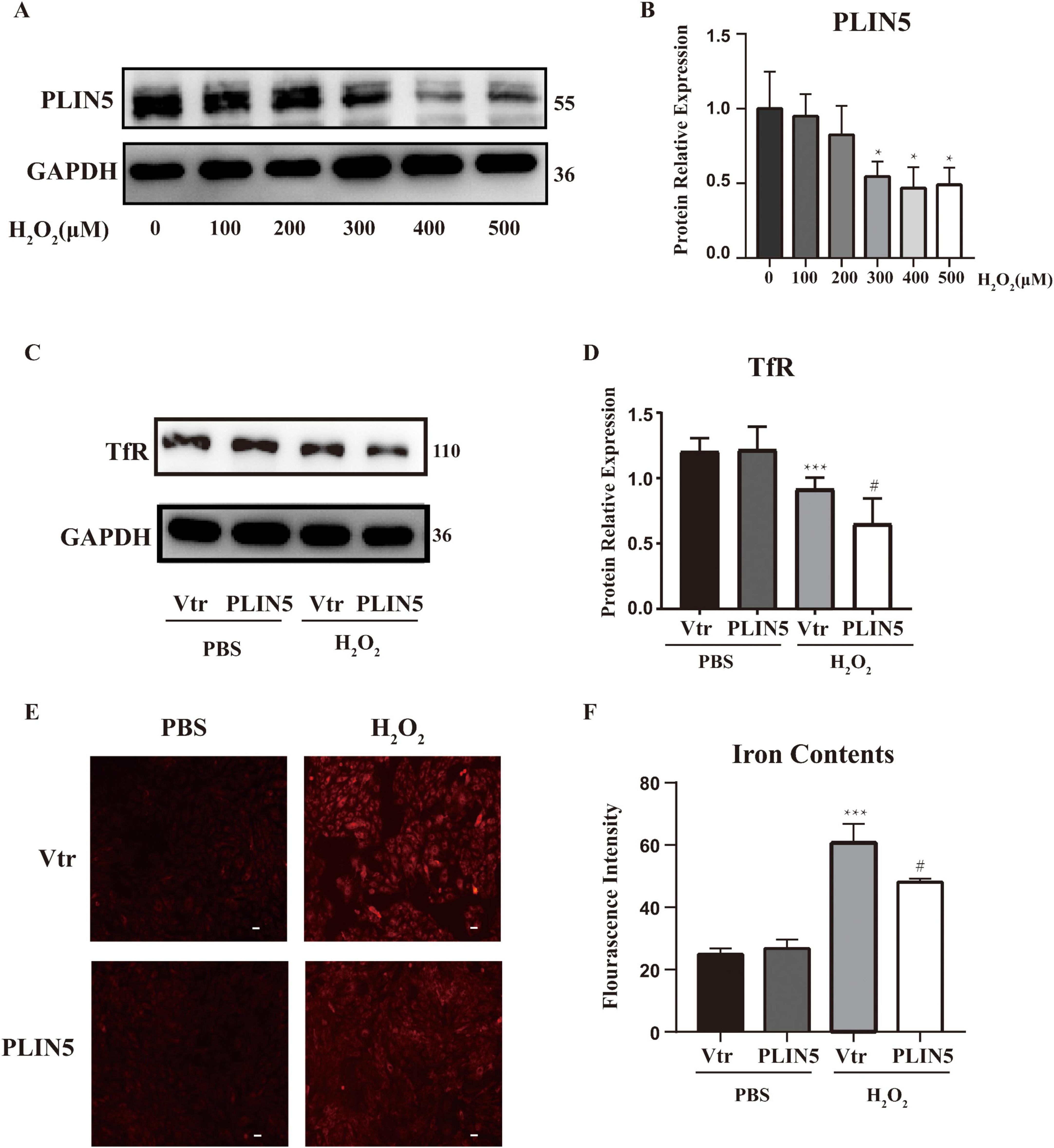 Six panels showing the effects of hydrogen peroxide on protein expression and iron content. Panel A: Western blot of PLIN5 and GAPDH with varying hydrogen peroxide concentrations. Panel B: Bar graph of PLIN5 expression decreasing with higher hydrogen peroxide. Panel C: Western blot of TfR and GAPDH under PBS and hydrogen peroxide with Vtr and PLIN5. Panel D: Bar graph indicating TfR expression differences under conditions. Panel E: Fluorescence microscopy images of Vtr and PLIN5 under PBS and hydrogen peroxide. Panel F: Bar graph showing iron content fluorescence intensity, with higher levels under hydrogen peroxide.