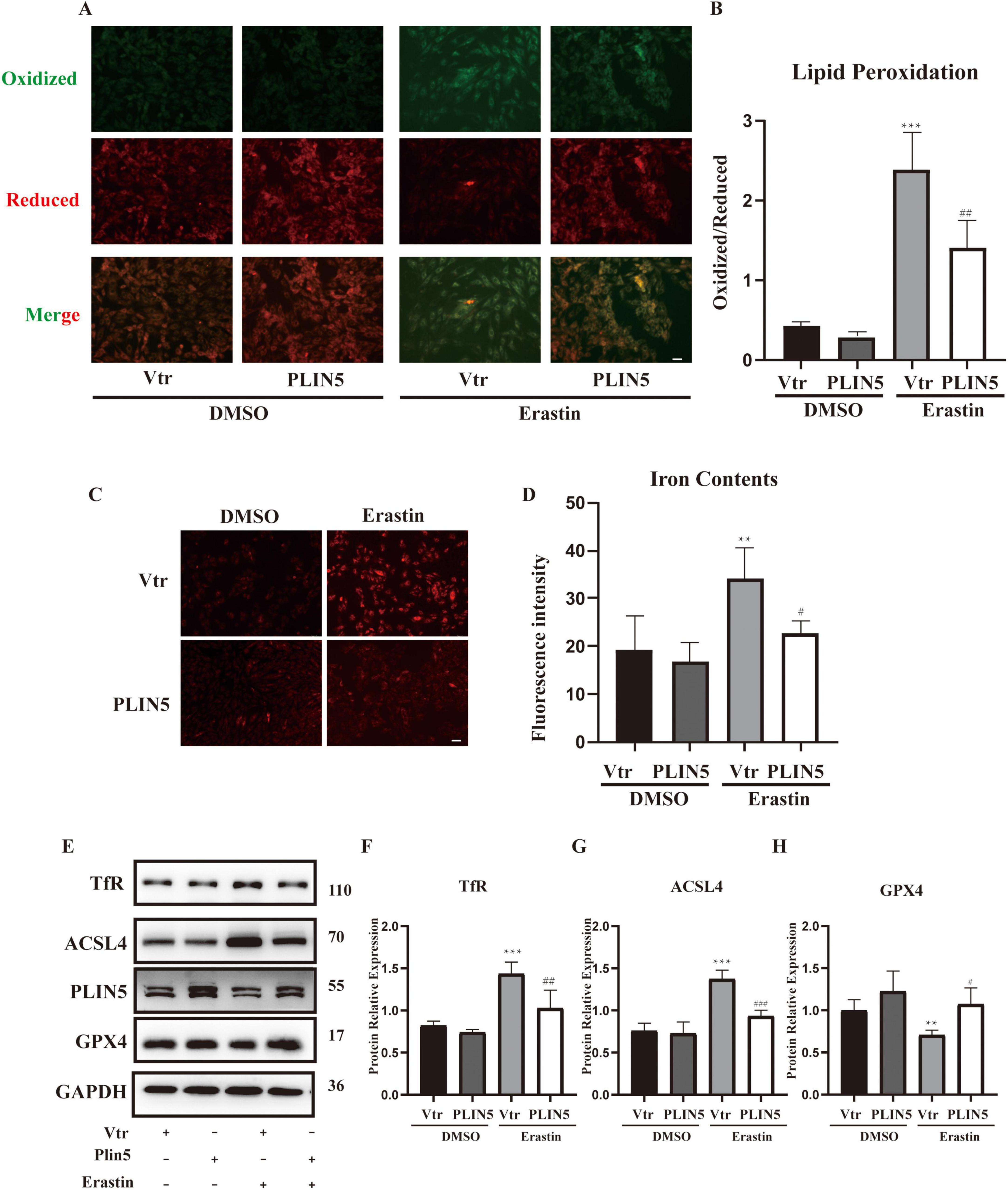 “Scientific panels depict cellular experiments and results. Panel A shows fluorescent images of cells under oxidized (green), reduced (red), and merged conditions for two treatments (DMSO, Erastin) and two expressions (Vtr, PLIN5). Panel B is a bar graph of lipid peroxidation indicating higher oxidation in Erastin-treated cells. Panel C displays fluorescent images of iron content with Vtr and PLIN5 under DMSO and Erastin. Panel D is a bar graph of fluorescence intensity showing iron content increase in Erastin-treated cells. Panel E features protein expression bands for various proteins (TfR, ACSL4, PLIN5, GPX4, GAPDH). Panels F, G, H present bar charts of protein relative expression across treatments.”