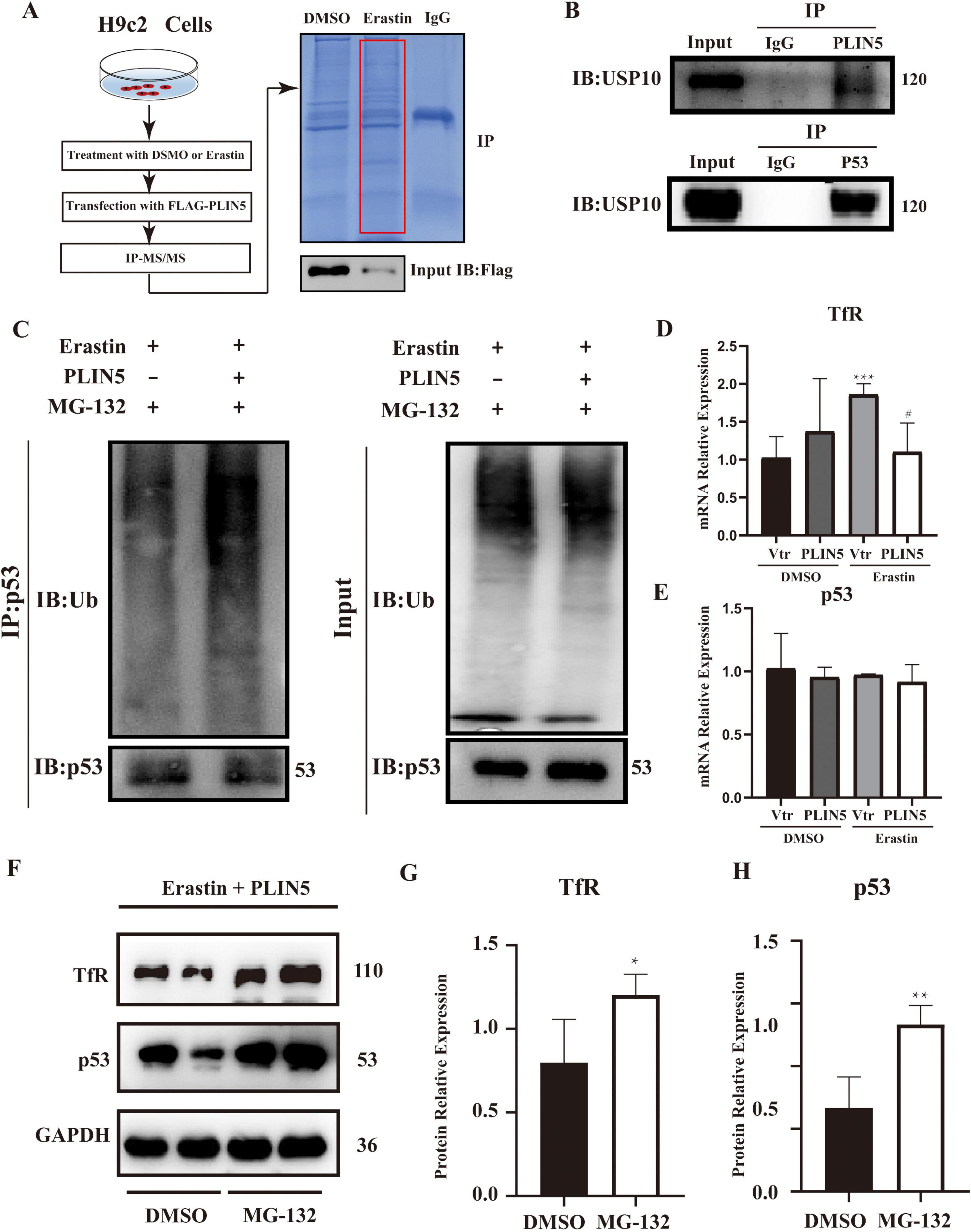 Scientific illustration showing experimental data related to H9c2 cells. Panel A outlines the experimental workflow with a gel image indicating protein bands for DMSO and erastin treatments. Panel B shows immunoprecipitation results with USP10 and p53 protein bands. Panel C displays Western blot results for p53 and ubiquitin with different treatment conditions. Panel D and E are bar graphs depicting the relative expression of TfR and p53 mRNA. Panel F shows Western blot results for TfR, p53, and GAPDH under DMSO and MG-132 conditions. Panels G and H are bar graphs showing protein expression levels of TfR and p53.