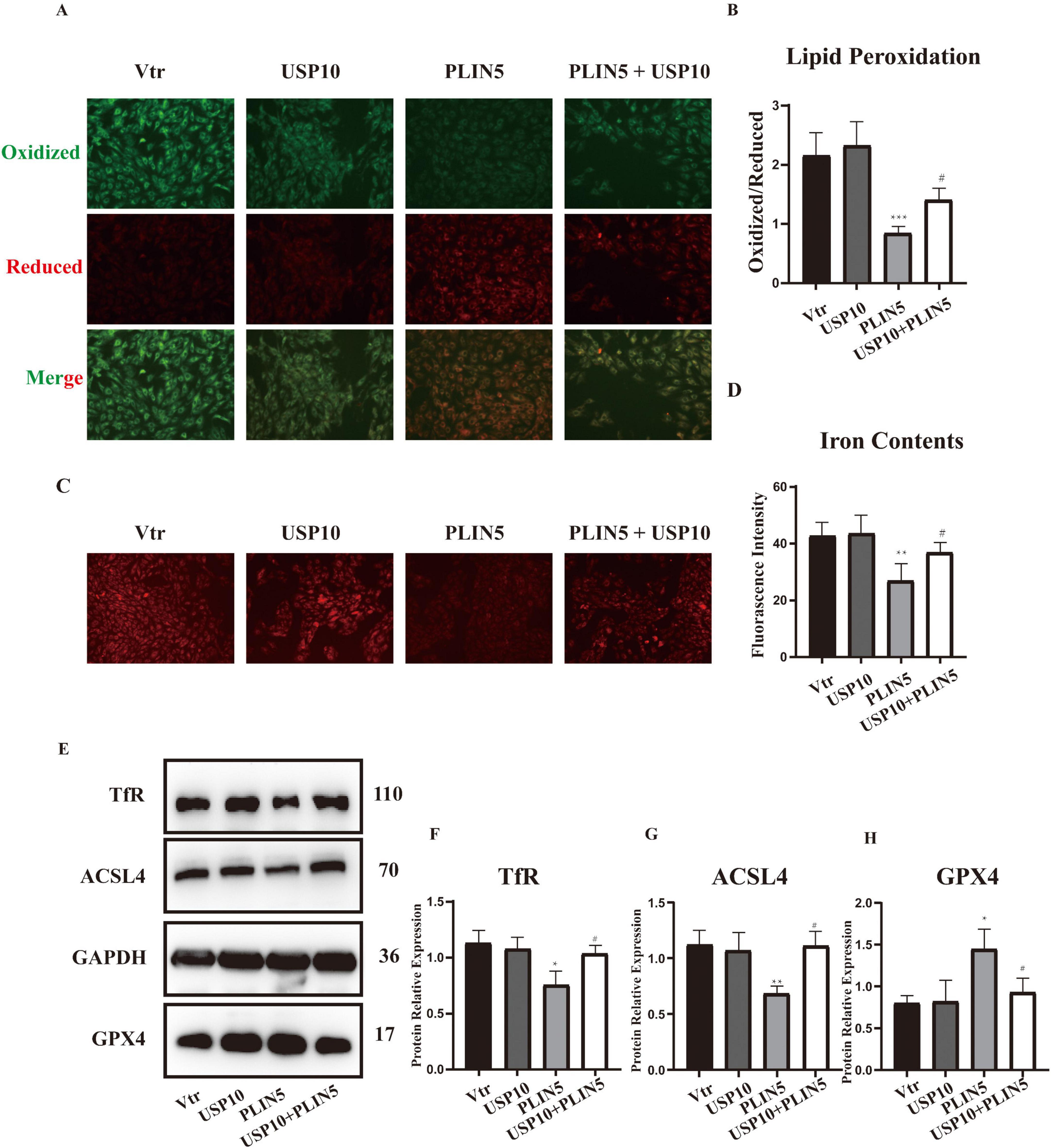 Panel A shows fluorescence images comparing oxidized, reduced, and merged states in Vtr, USP10, PLIN5, and PLIN5 + USP10 samples. Panel B is a bar graph showing lipid peroxidation levels across the same samples. Panel C presents fluorescence images of iron content, with Panel D providing a corresponding bar graph. Panel E shows Western blots for TfR, ACSL4, GAPDH, and GPX4. Panels F, G, and H display bar graphs for protein expression levels of TfR, ACSL4, and GPX4, respectively. The data indicates variations in oxidization, lipid peroxidation, iron content, and protein expressions across the groups.