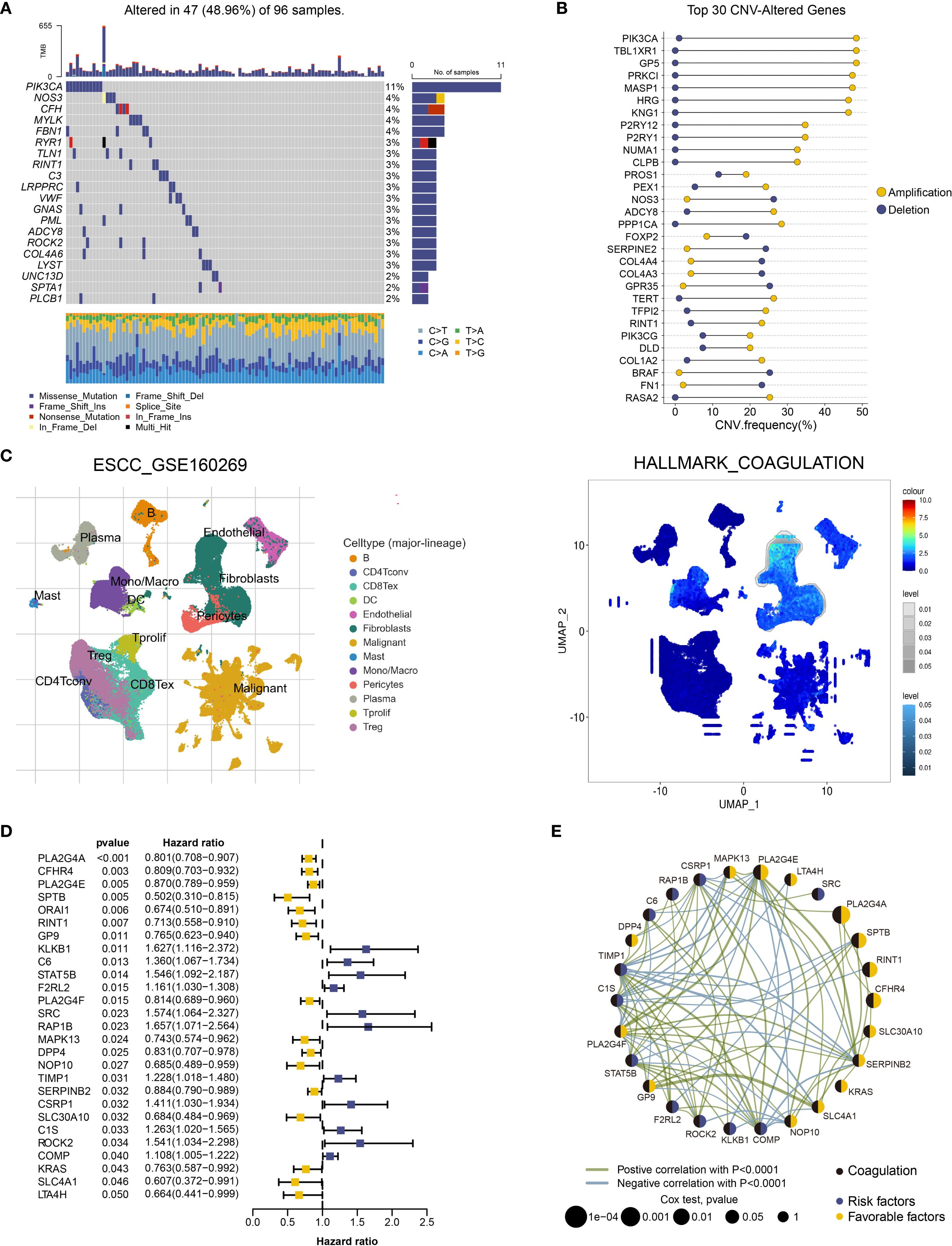 Diagram with multiple panels depicting genetic analysis and related data. Panel A shows a waterfall plot indicating mutations in genes across samples with a color-coded legend. Panel B presents a bar graph of the top 30 CNV-altered genes, highlighting amplifications and deletions. Panel C features UMAP plots with cell type annotations and color codes. Panel D includes a forest plot of hazard ratios for various genes with p-values. Panel E displays a network diagram of genes linked by correlation, with nodes distinguished by functions such as coagulation, risk factors, and favorable factors.