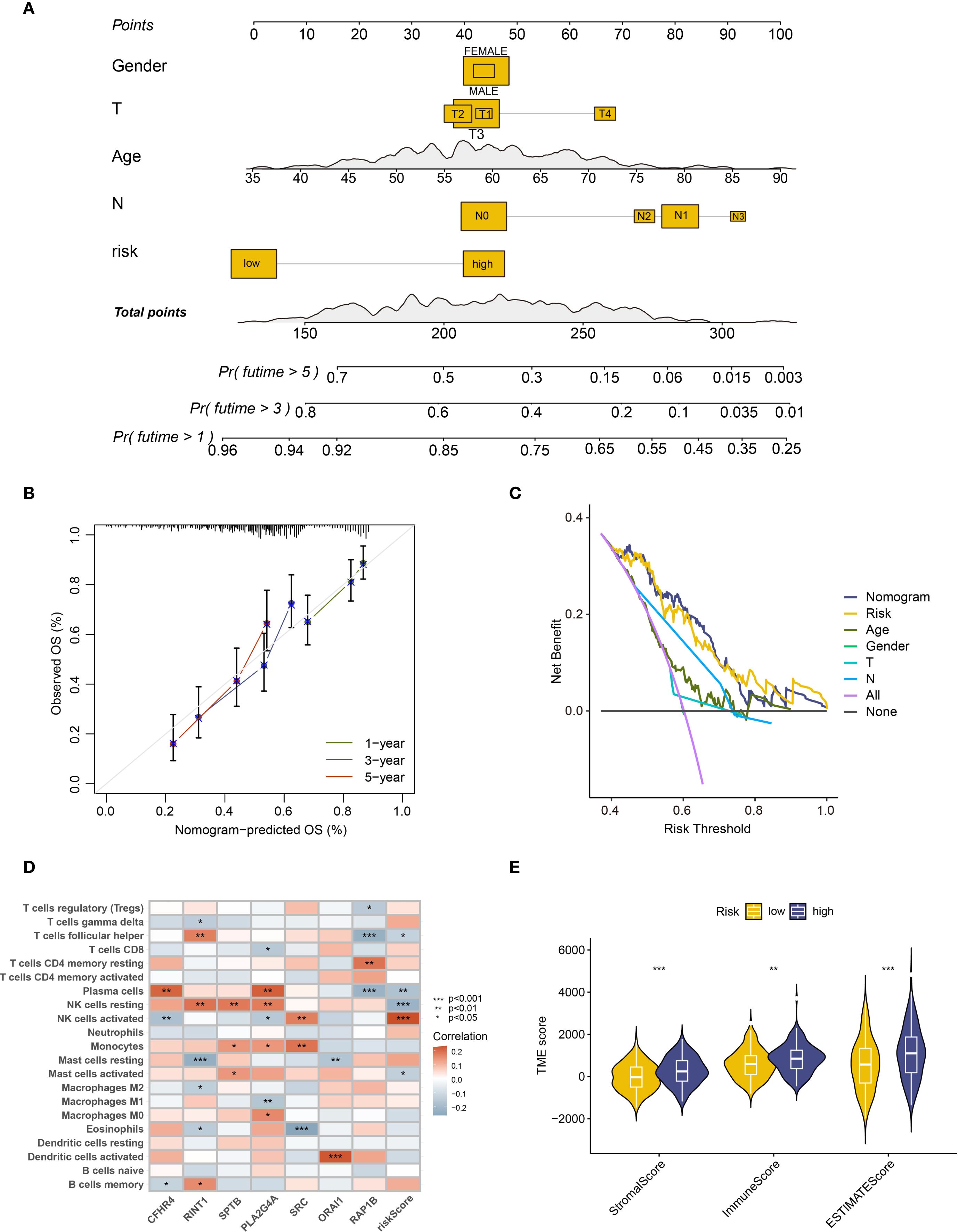 Diagram with five sections illustrates various statistical analyses related to oncology: A. Nomogram displaying correlation between gender, tumor stage, age, nodal involvement, and risk levels, with total points predicting survival probabilities. B. Calibration plot comparing observed versus predicted overall survival over one, three, and five years. C. Decision curve analysis showing net benefit at different risk thresholds for nomogram, risk, age, gender, tumor stage, nodal involvement, and combinations. D. Heatmap of immune cell correlations, with Pearson correlations indicated by color intensity and statistical significance marked by asterisks. E. Violin plots depicting TME scores for stromal score, immune score, and ESTIMATE score categorized by low and high risk.
