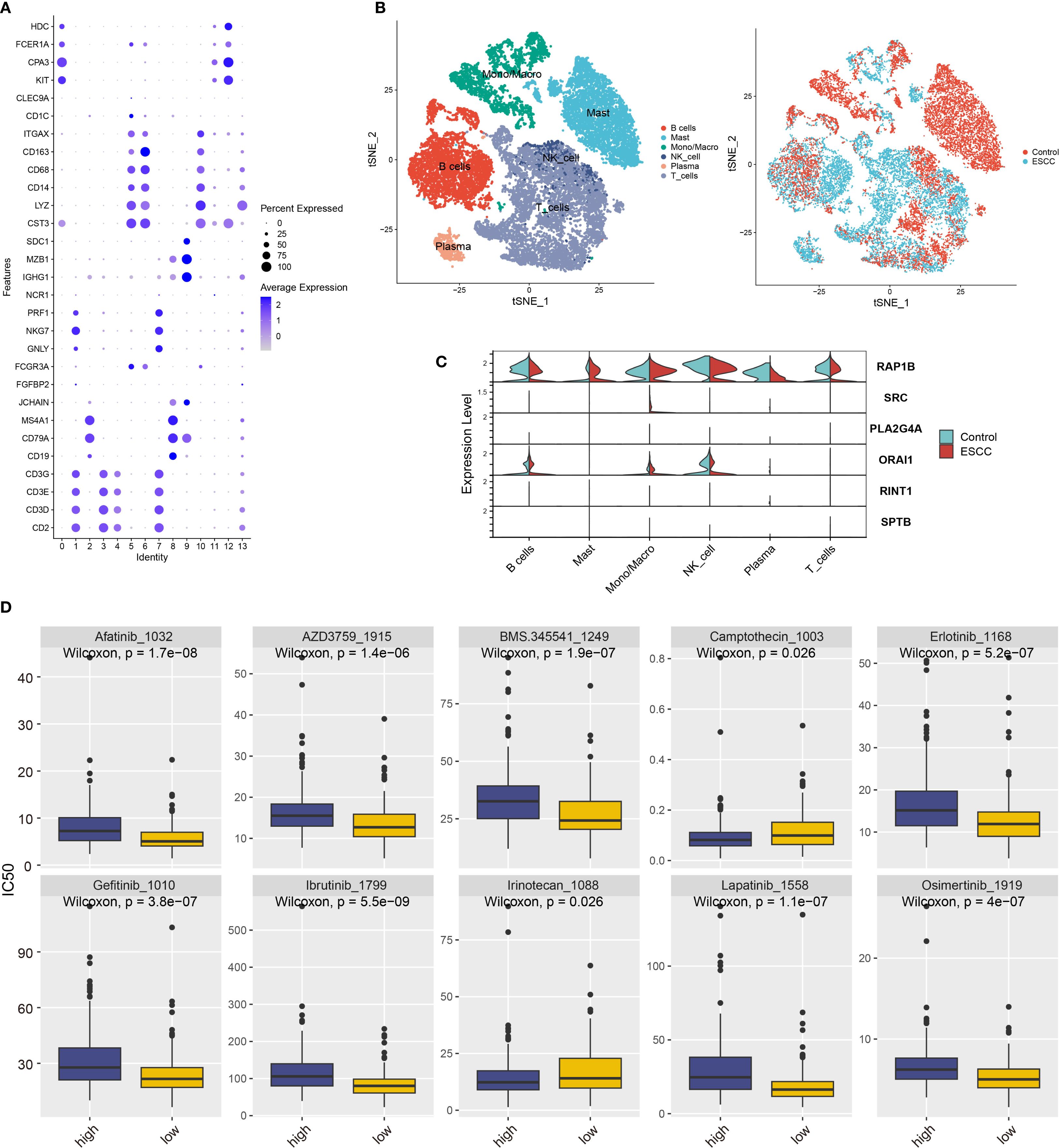 The image consists of four panels: Panel A shows a dot plot illustrating gene expression levels and percent expressed, using varying dot sizes and colors. Panel B includes t-SNE plots depicting cell clustering with different cell types and conditions labeled. Panel C features violin plots comparing expression levels of specific genes across cell types for control and ESCC conditions. Panel D contains box plots showing the IC50 values for various drugs, comparing high and low groups with associated Wilcoxon p-values.